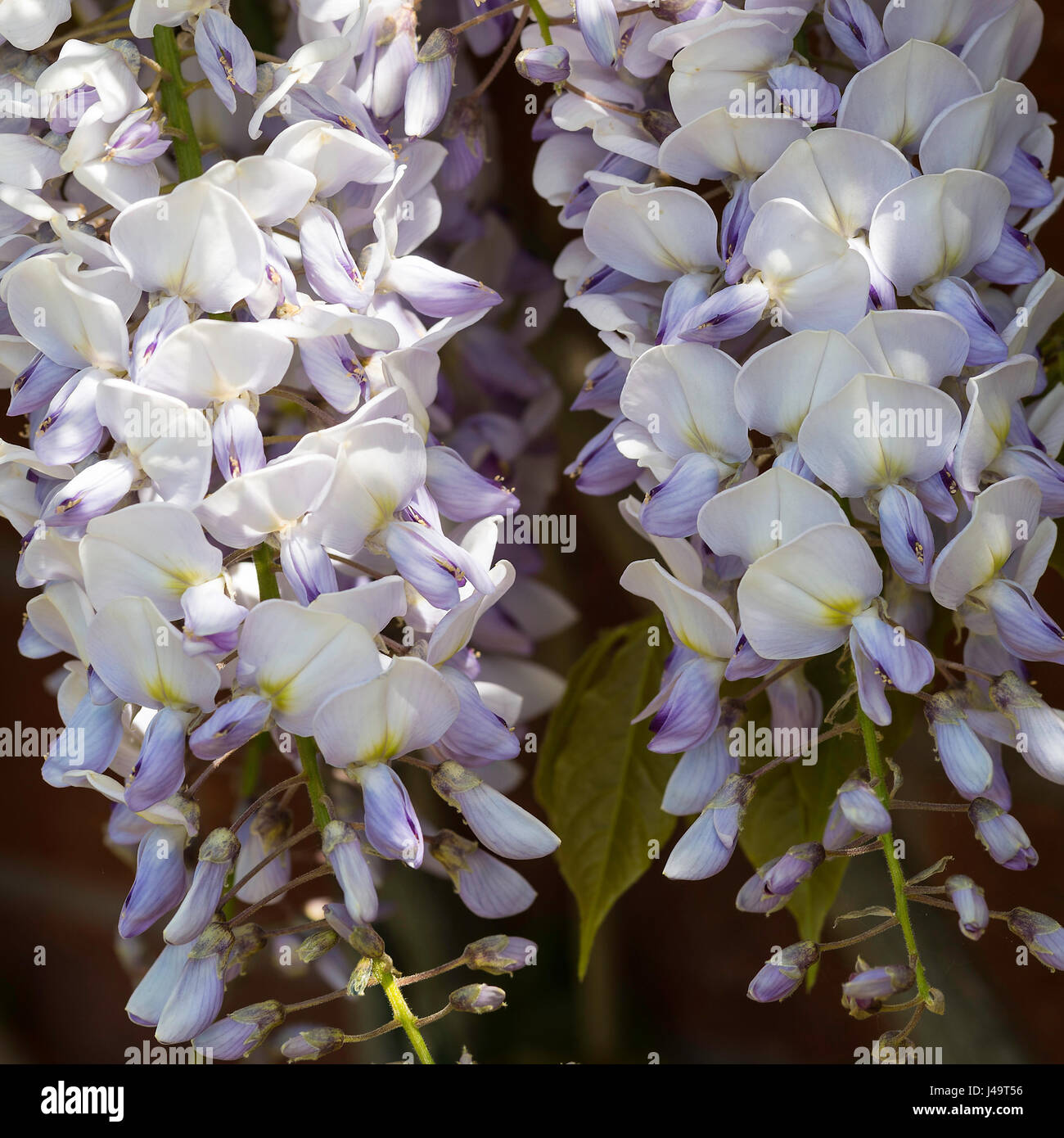 Beautiful Wisteria Flowering Plant Sinensis Caroline Climbing up a Wall ...