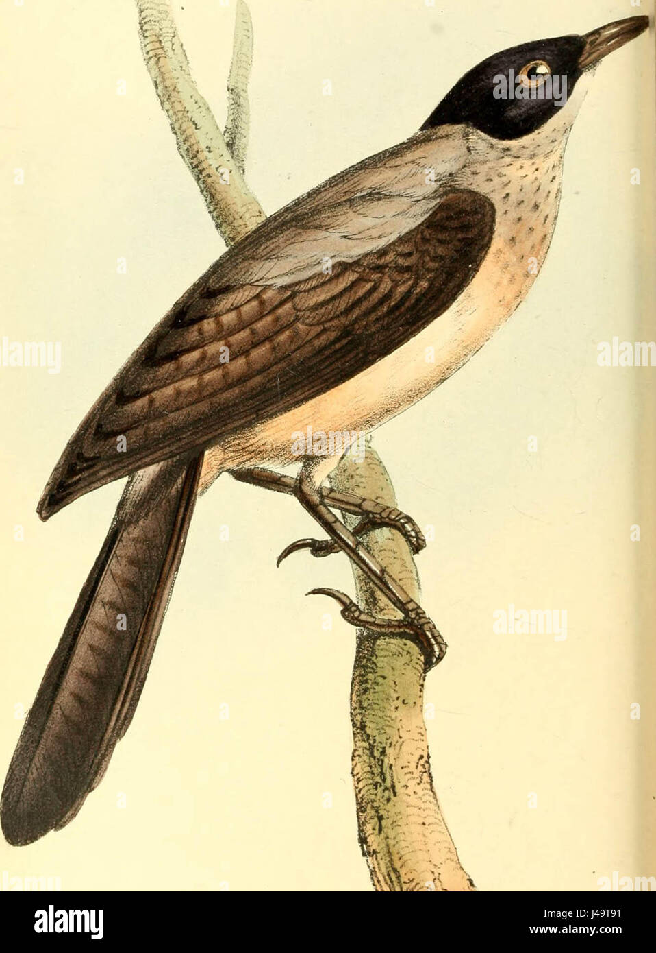 'Zoological illustrations, or, Original figures and descriptions of new, rare, or interesting animals, selected chiefly from the classes of ornithology, entomology, and conchology, and arranged according to their apparent affinities Stock Photo