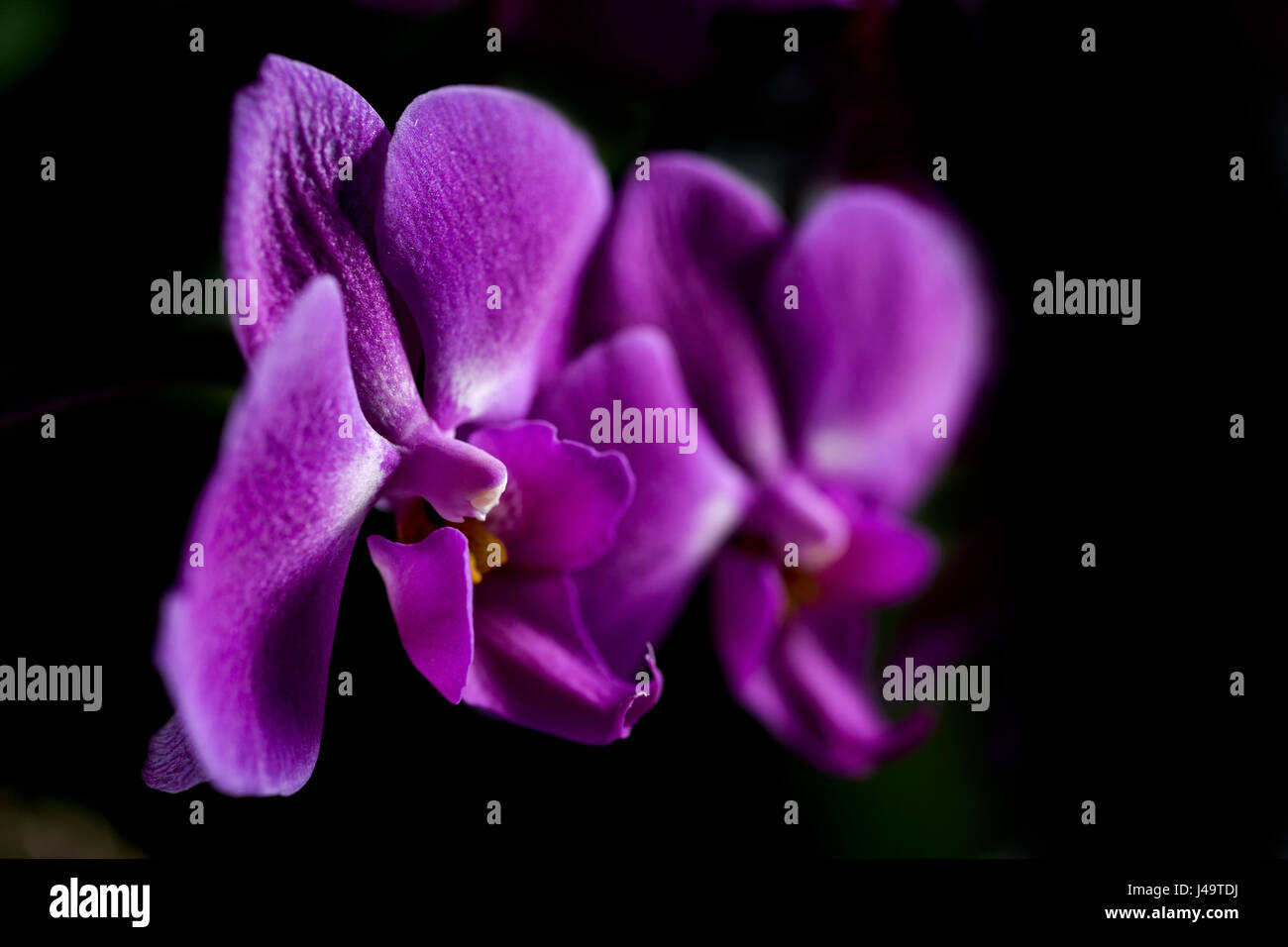 closeup of some flowers of purple orchid against a black background Stock Photo