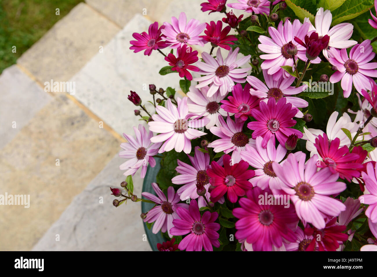 Dozens of pretty pink and magenta African daisies in a flower pot, on