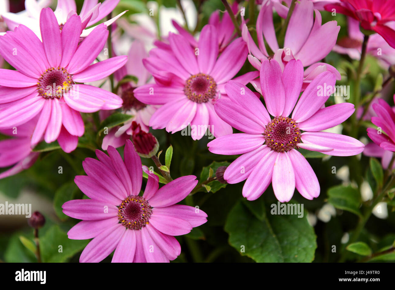 Four African daisies with vivid pink petals and green foliage