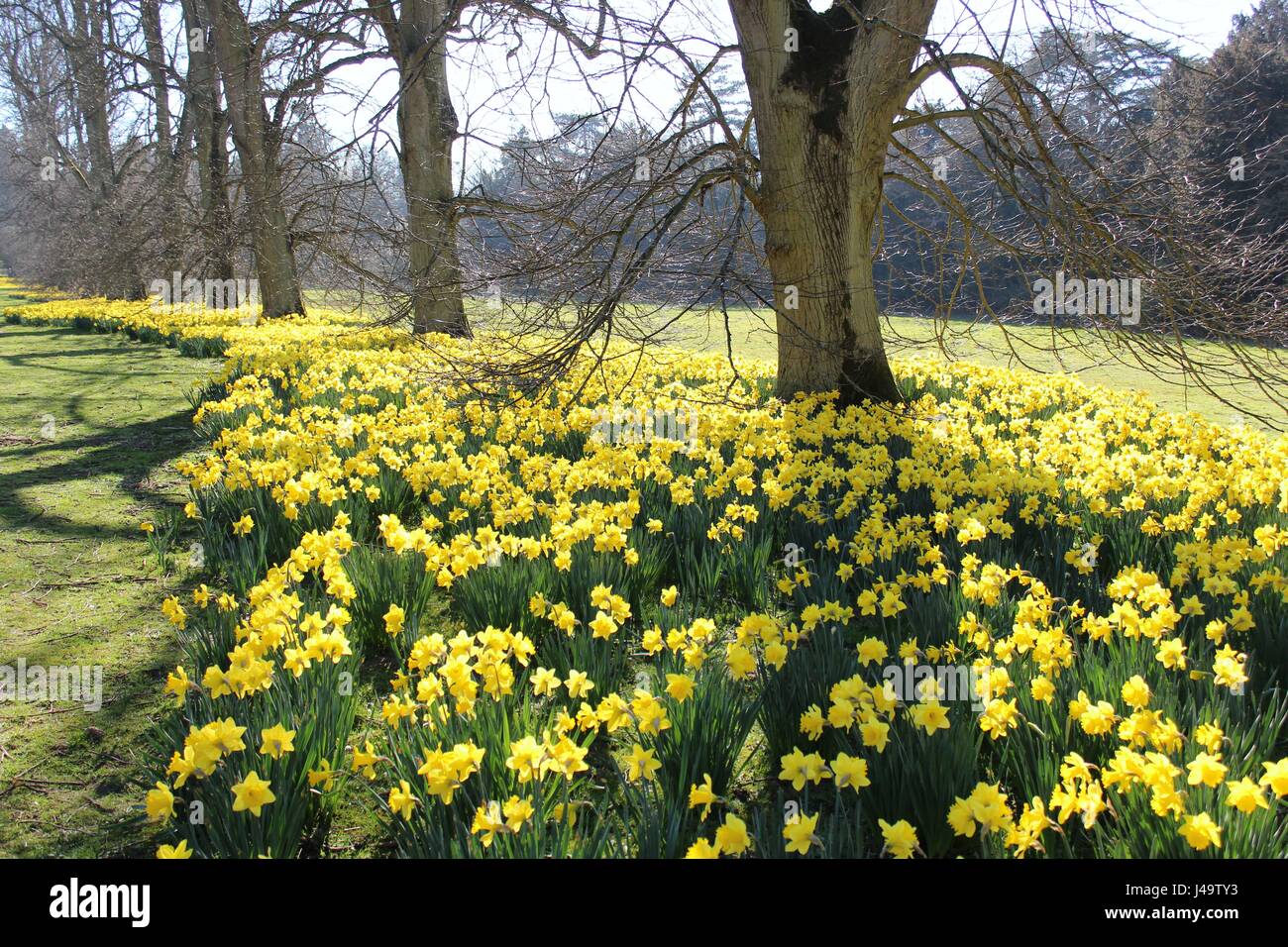 Landscape of daffodils in bloom under trees Stock Photo Alamy