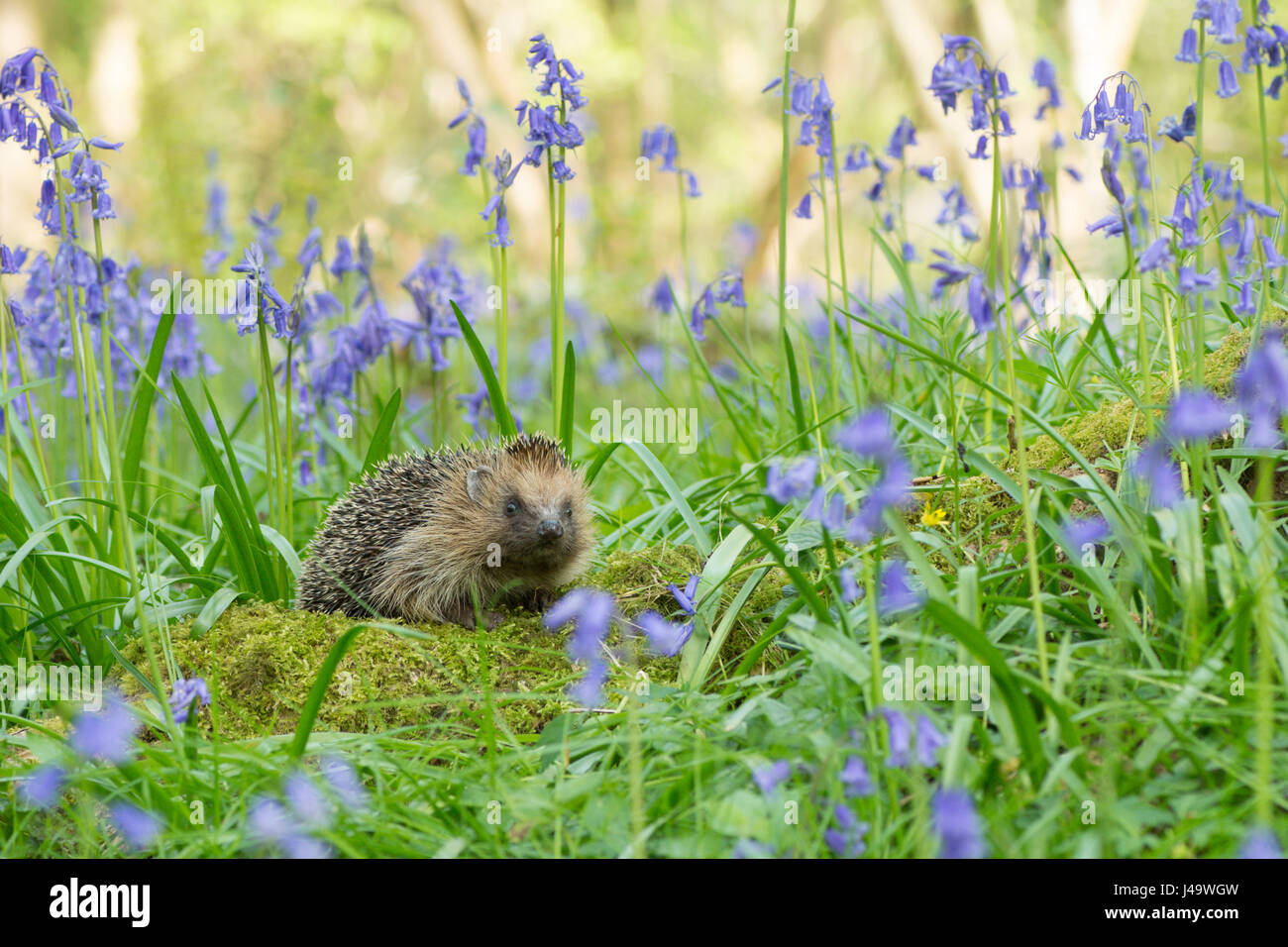 Hedgehog, Erinaceus europaeus , in Bluebells, Hyacinthoides non-scripta, April, Sussex, UK. Stock Photo
