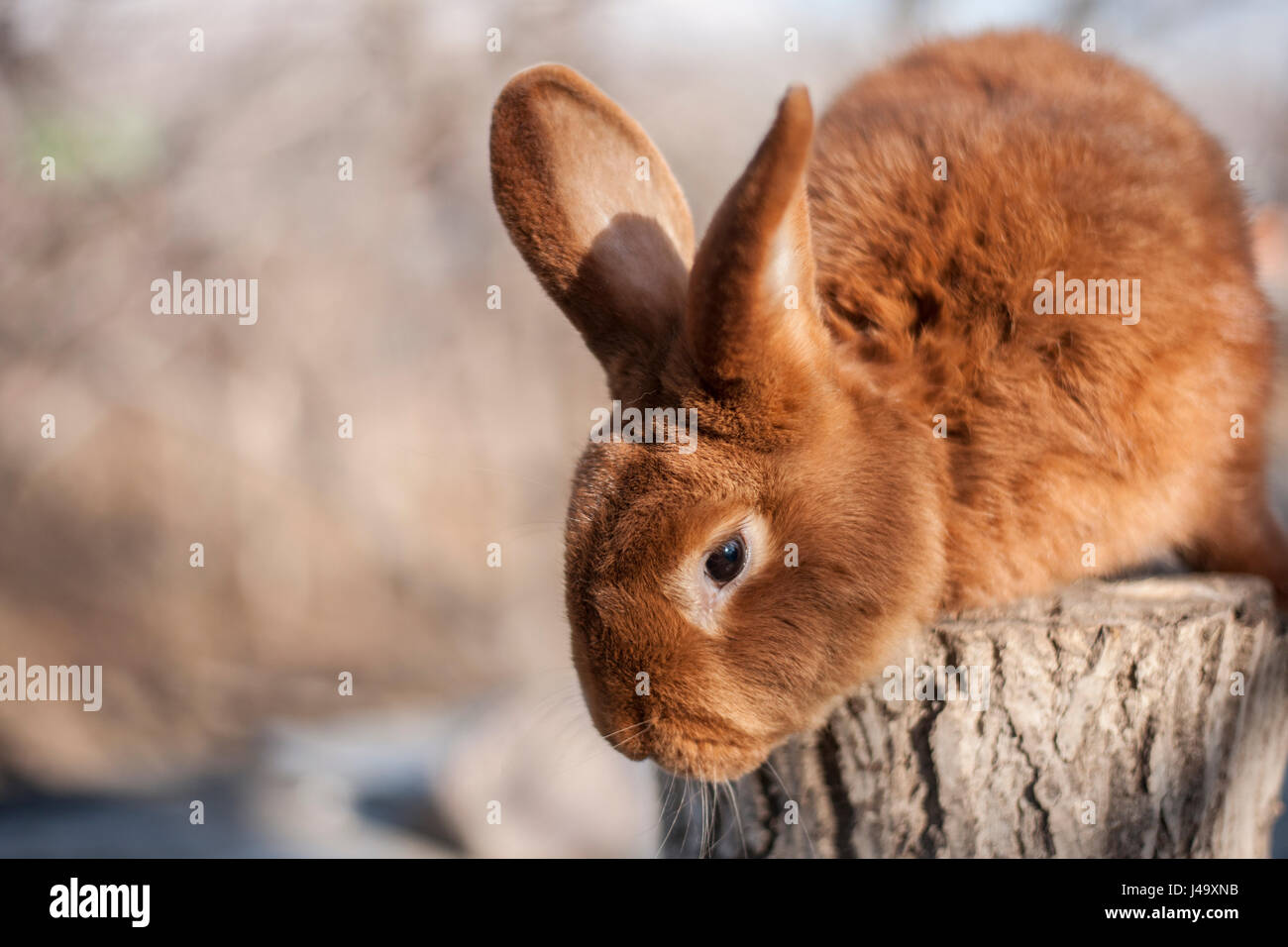 Beautiful brown rabbit Stock Photo