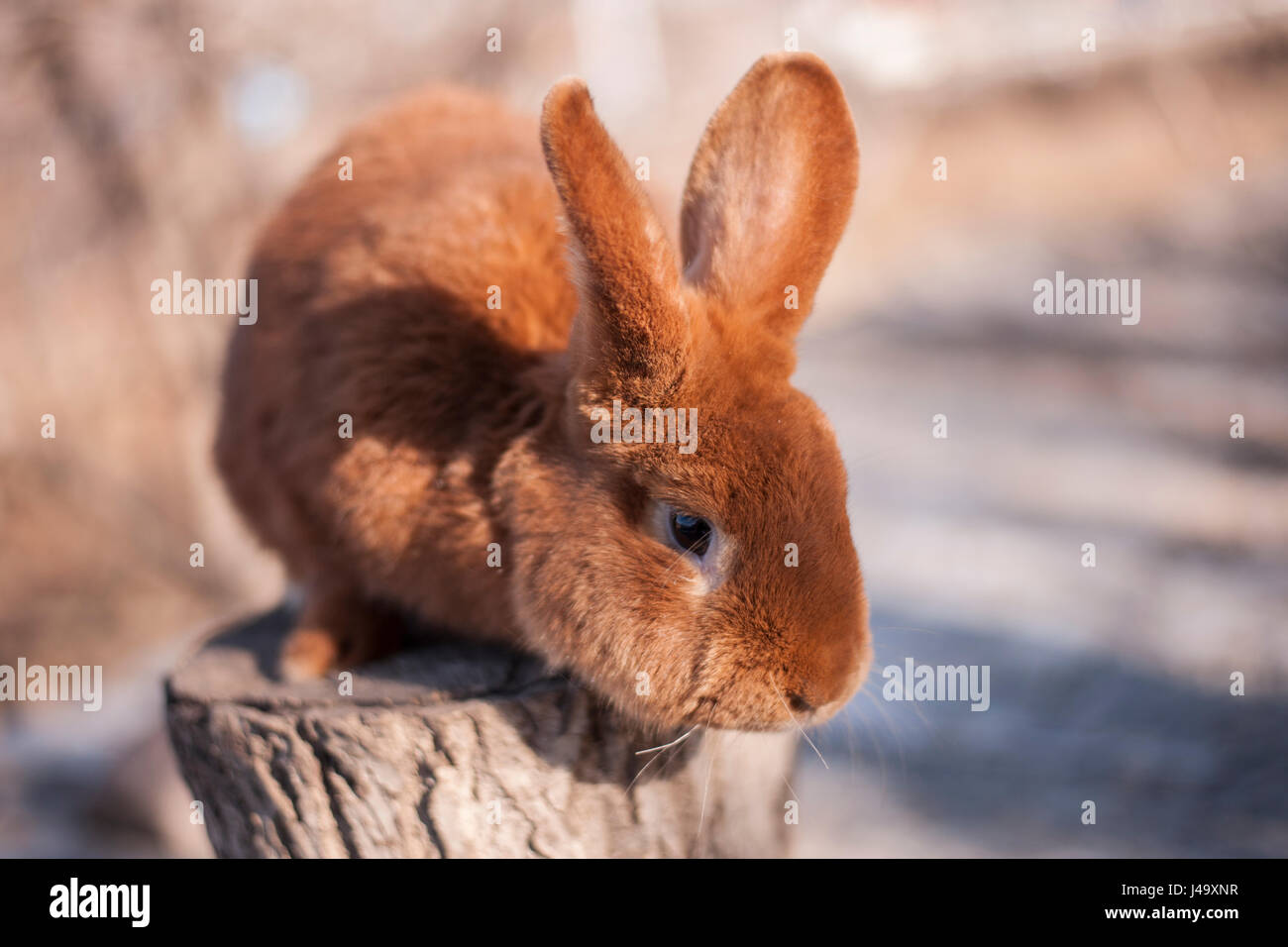 Beautiful brown rabbit - Easter bunny Stock Photo