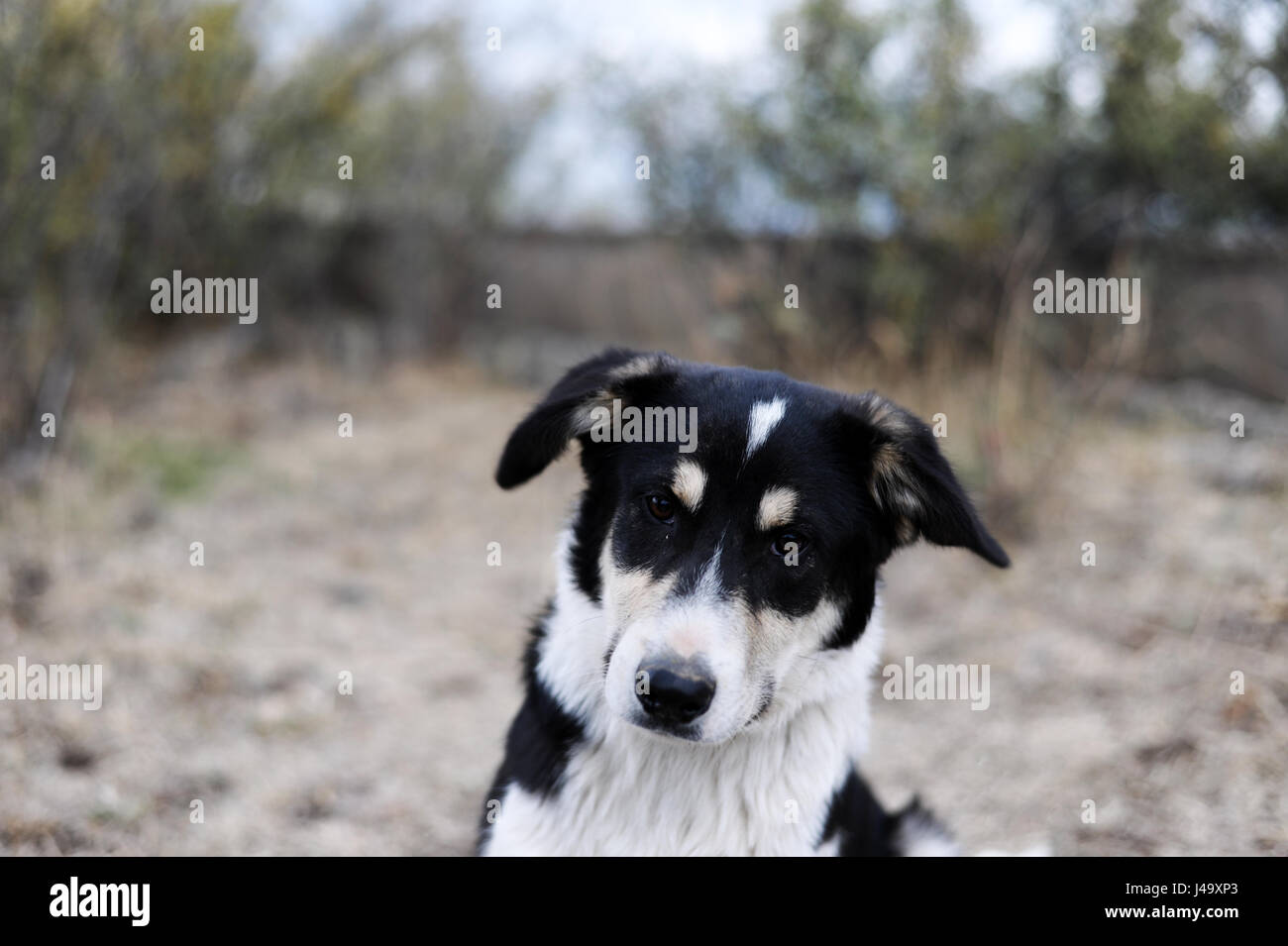 Portrait of a stray dog Stock Photo