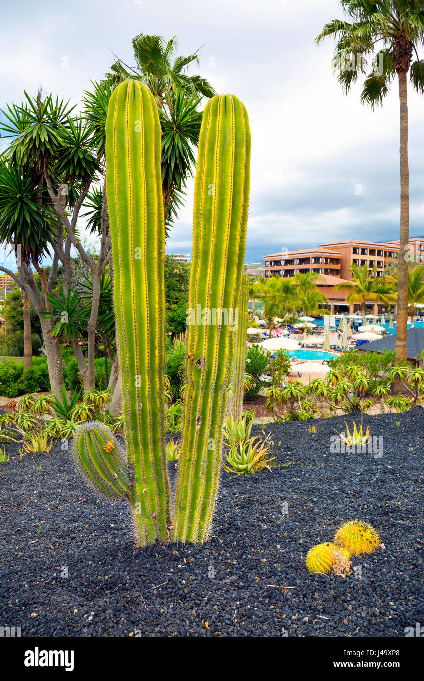 A thin, tall cactus in Tenerife, Spain Stock Photo