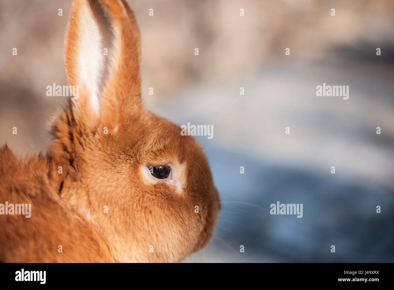 Close up image of a beautiful brown rabbit Stock Photo