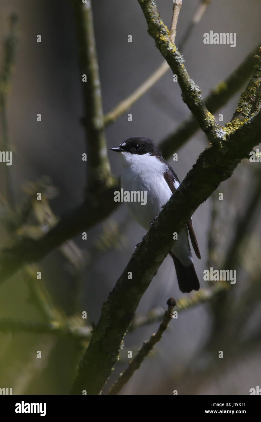 Male Pied Flycatcher on territory Stock Photo
