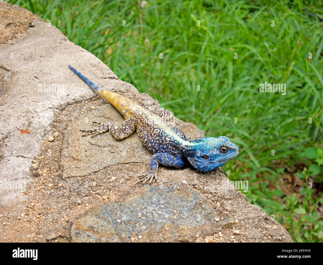 Male Tree Agama Or Blue Throated Agama Or Blue Headed Agama Stock Photo Alamy