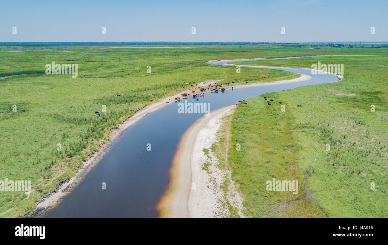Cattle remain near the water of the St Johns River during Florida's dry season in Winter and early Spring Stock Photo