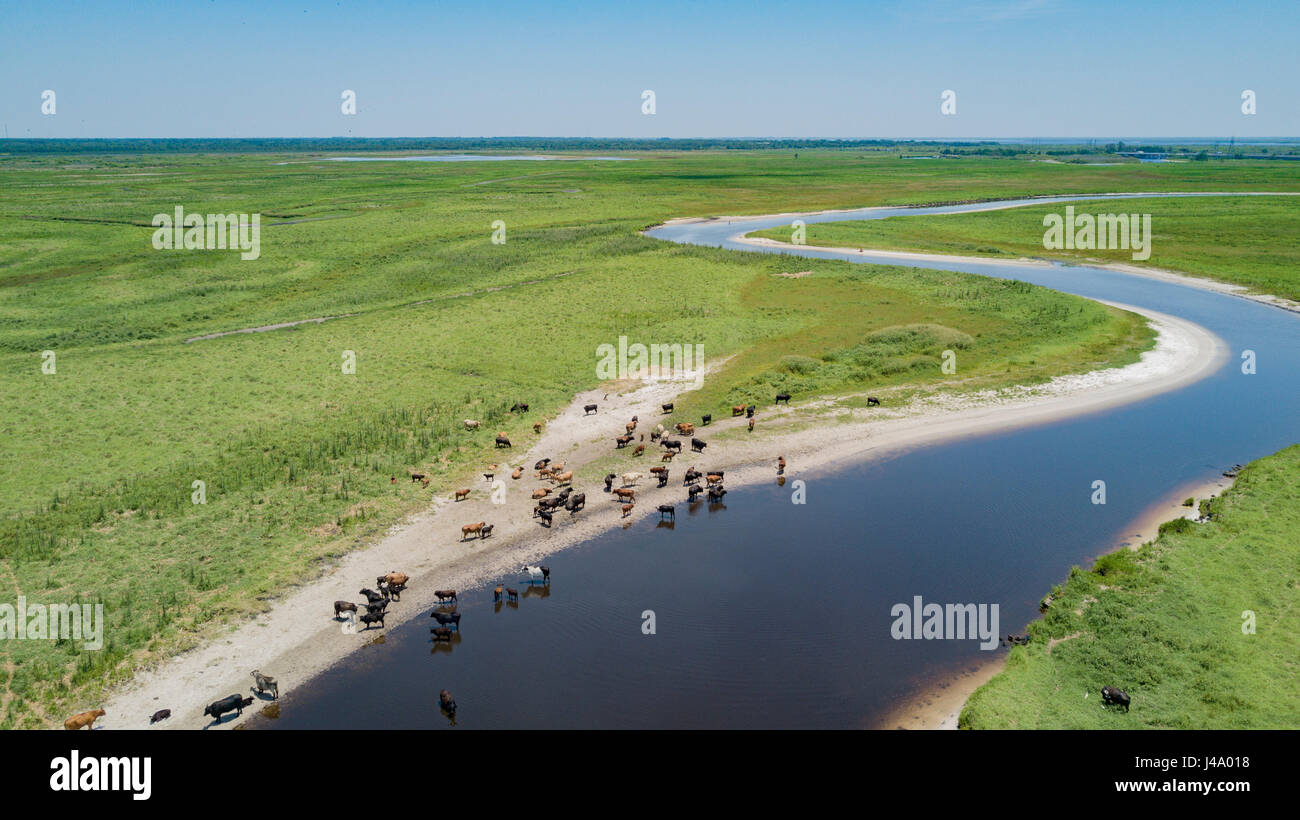 Cattle remain near the water of the St Johns River during Florida's dry season in Winter and early Spring Stock Photo