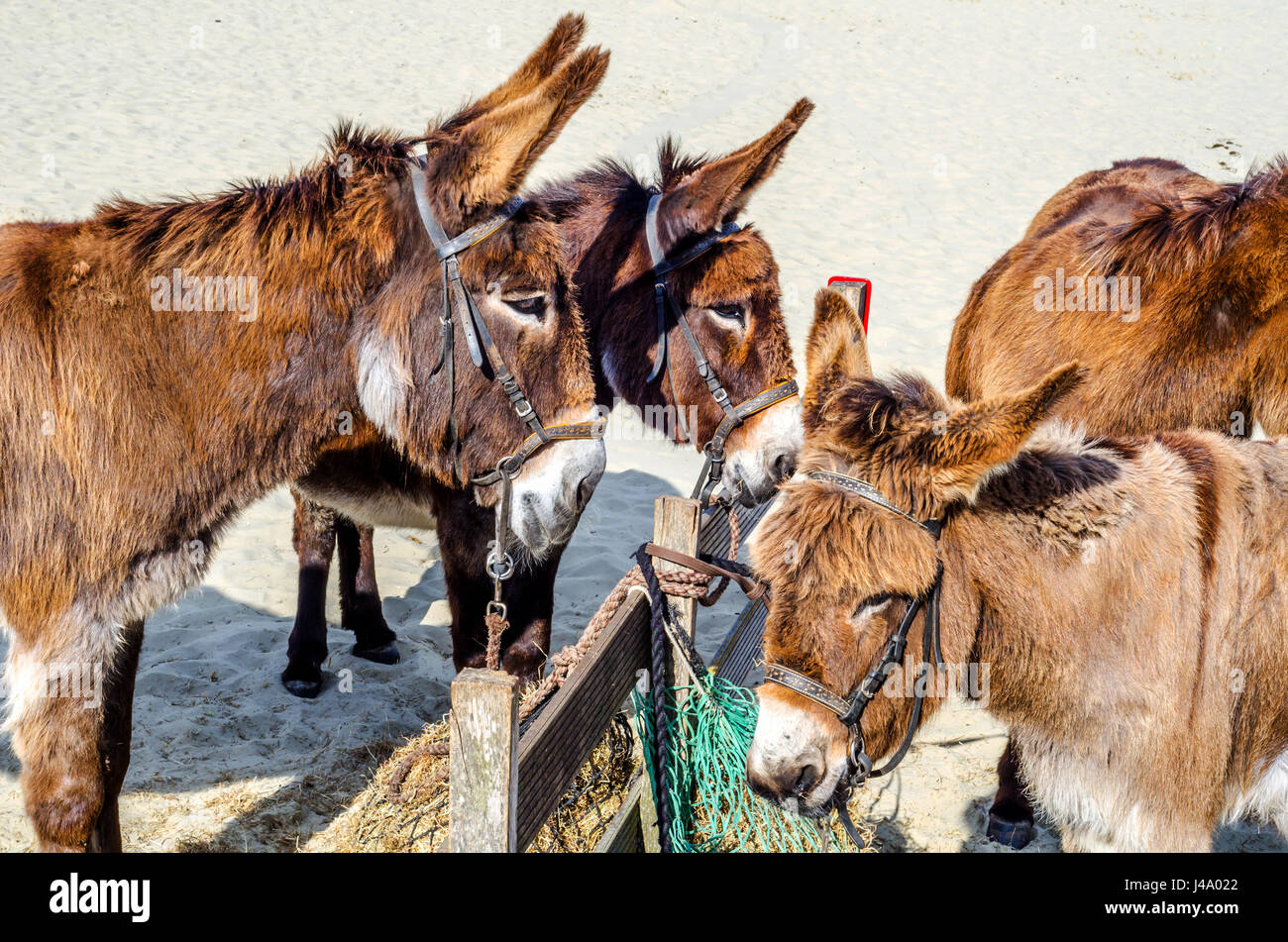 Four gorgeous domesticated asses, asses in a harness strapped to a