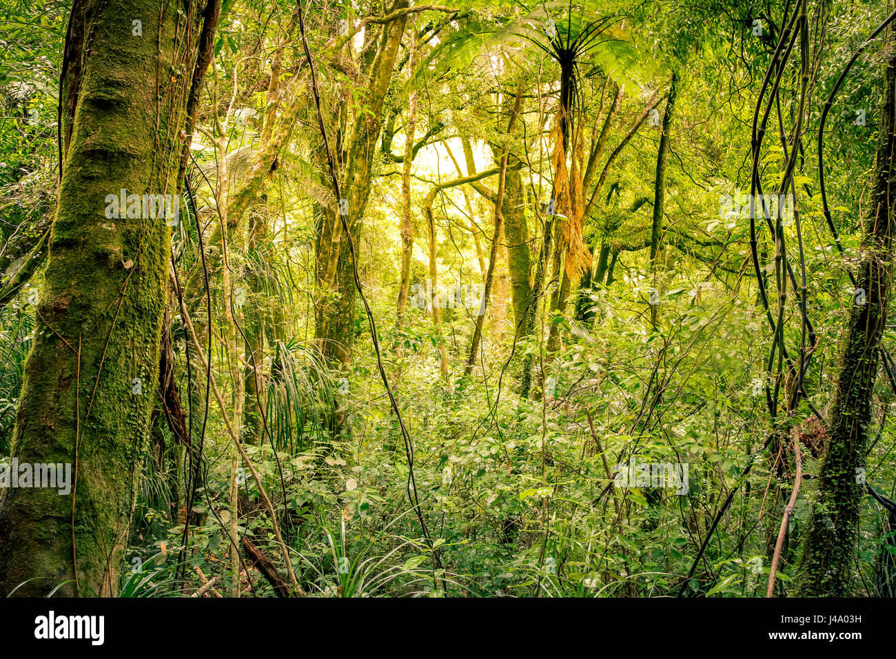 Lush green foliage in tropical jungle Stock Photo - Alamy