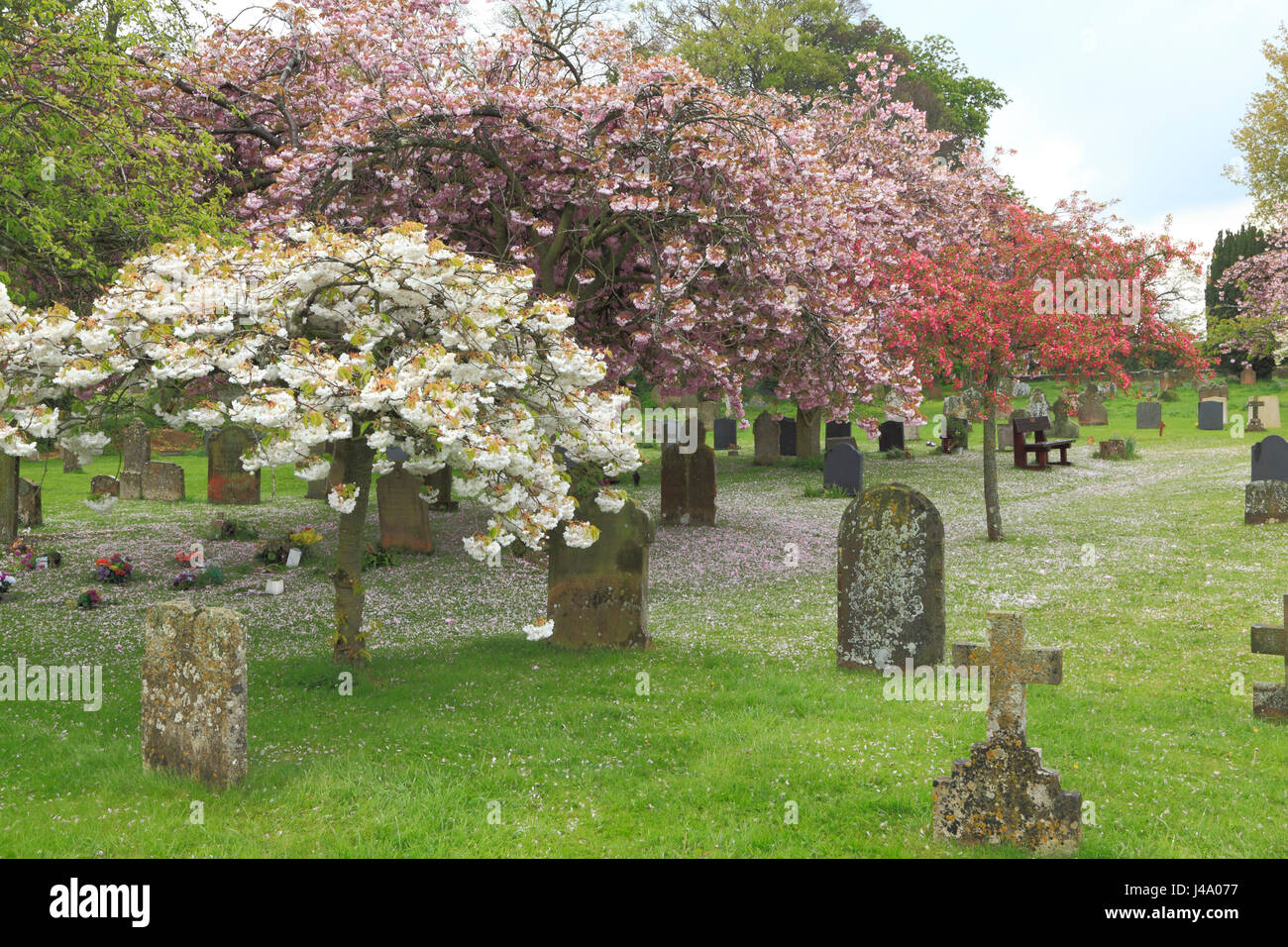 Peaceful village churchyard, gravestones, cherry blossom, Sculthorpe Norfolk England UK Stock Photo