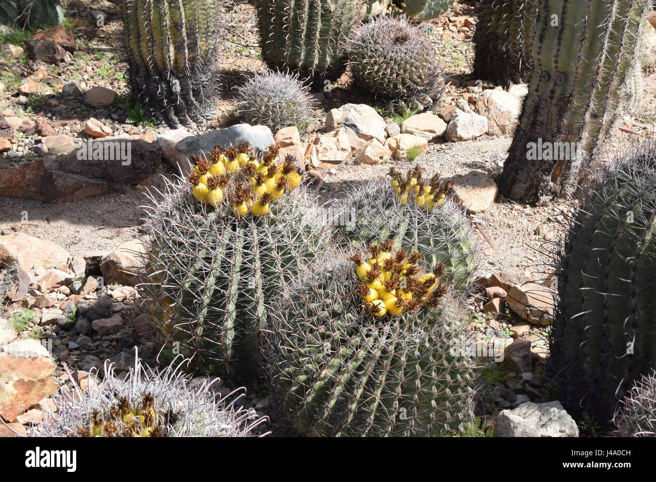 medium-sized cactus with yellow flowers Stock Photo
