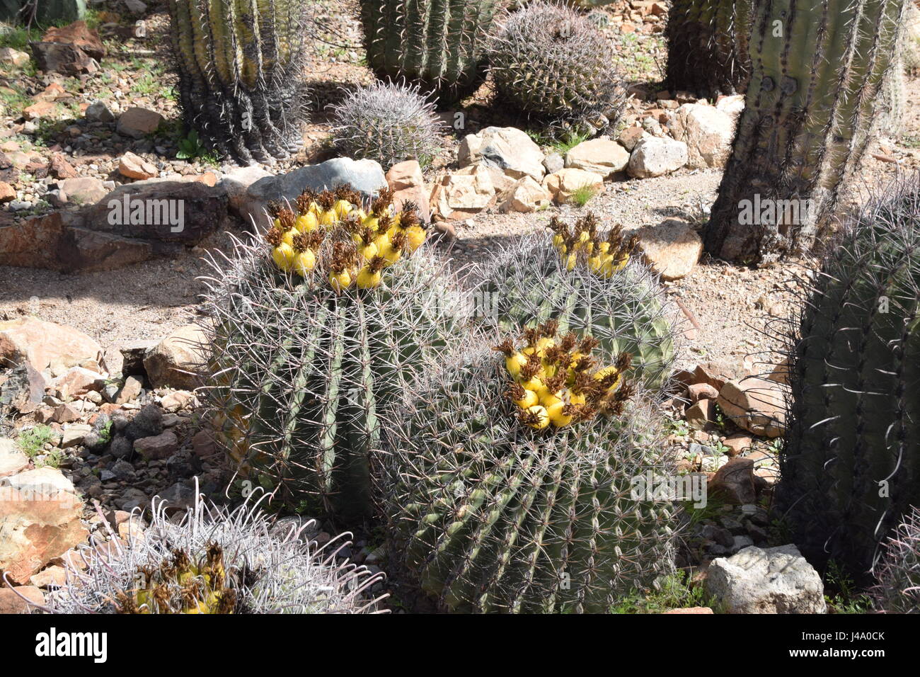 medium-sized cactus with yellow flowers Stock Photo