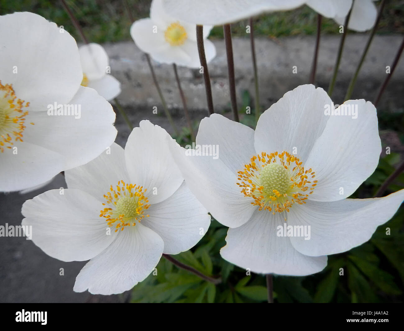 White flowers rockrose or Cistus and Halimium Stock Photo