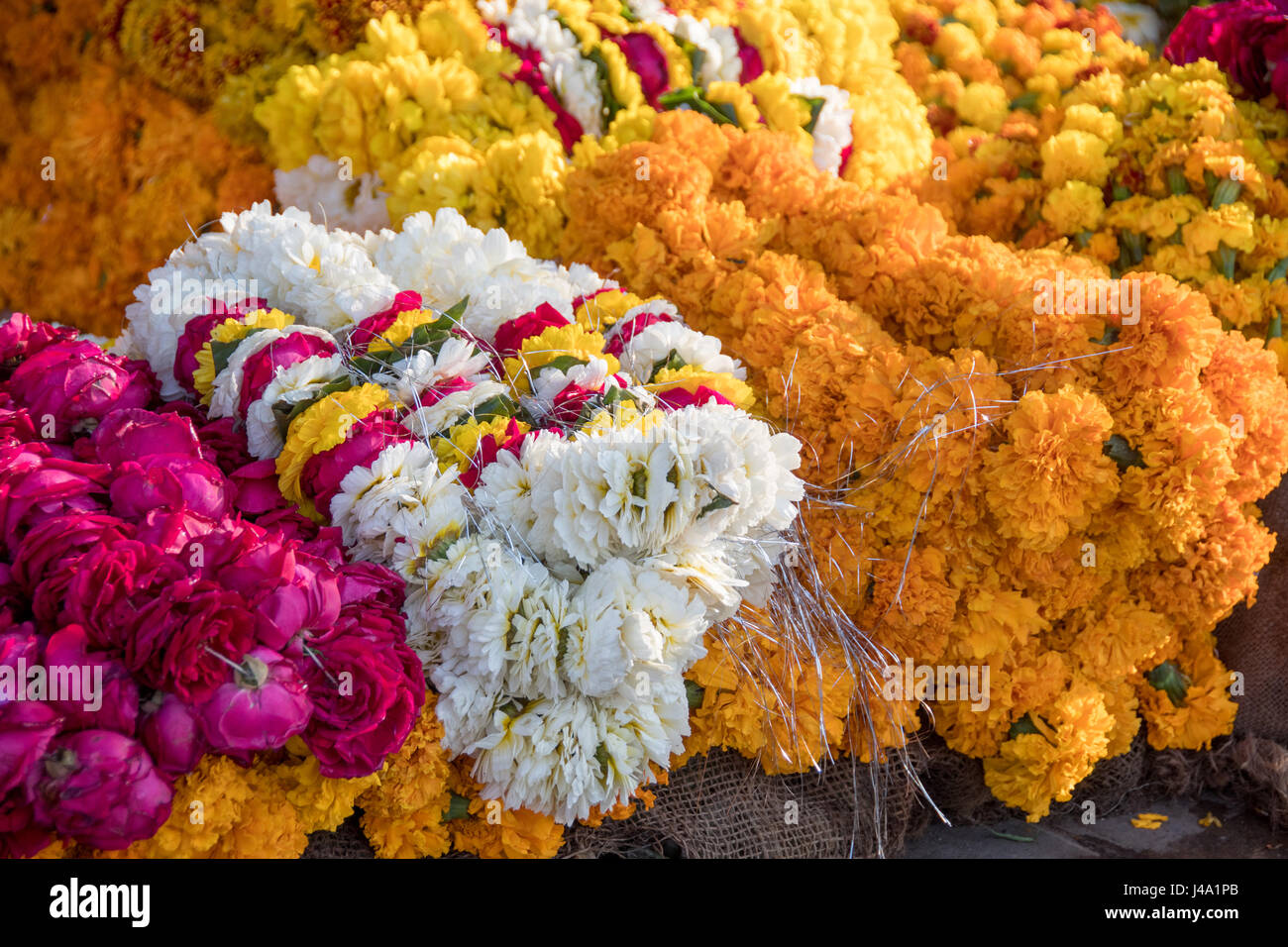 Indian carnation hires stock photography and images Alamy