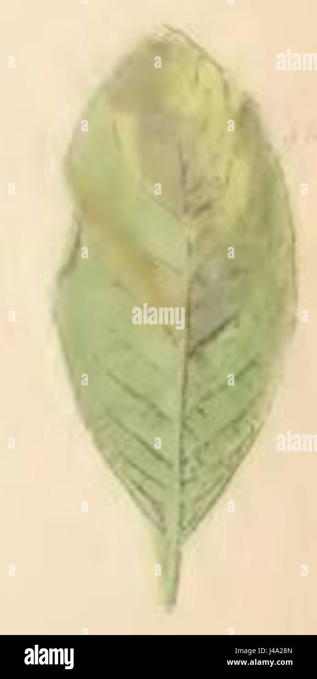 Phyllonorycter salictella mined leaf of Salix caprea Stock Photo