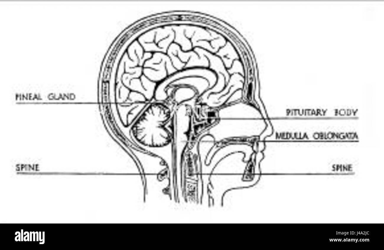 Pineal Gland and Pituitary Body Stock Photo