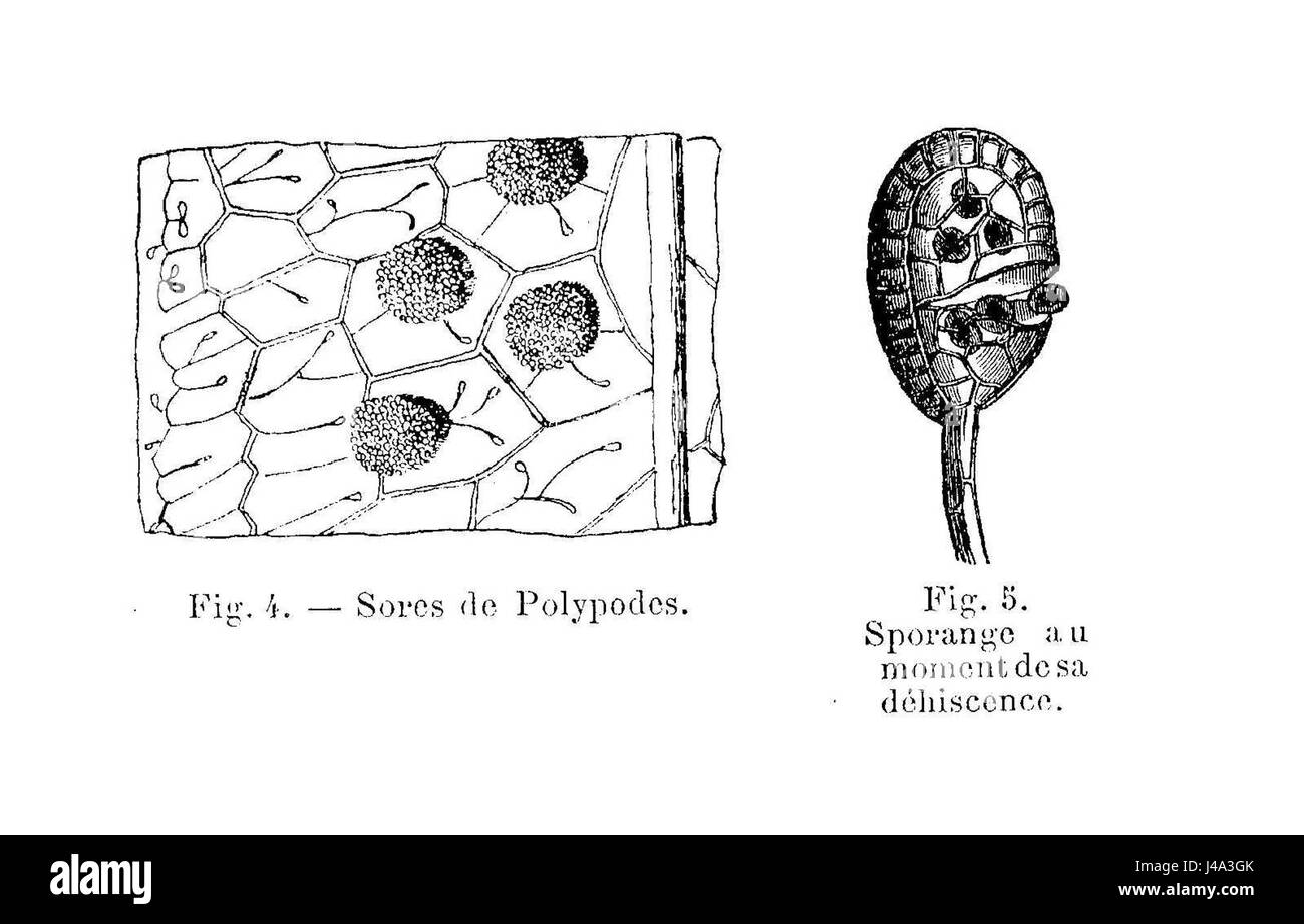 Polypodes   sores & sporange Stock Photo