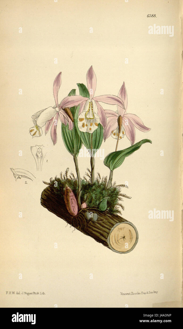 Pleione hookeriana (as Coelogyne (Pleione) hookeriana)   Curtis' 104 (Ser. 3 no. 34) pl. 6388 (1878) Stock Photo
