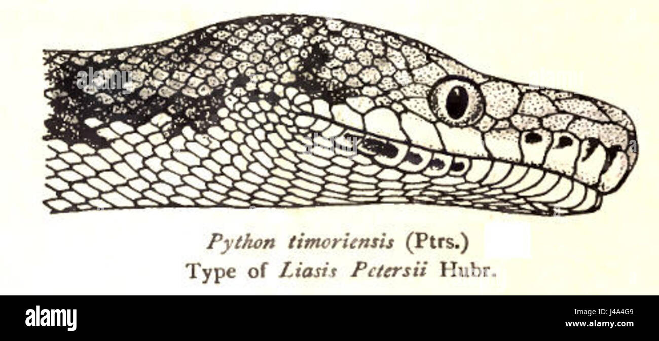 Python Timoriensis, commonly known as the Timor python, is a species of snake native to the island of Timor. It is known for its distinct coloration and is part of the diverse reptilian fauna found in the region. Stock Photo
