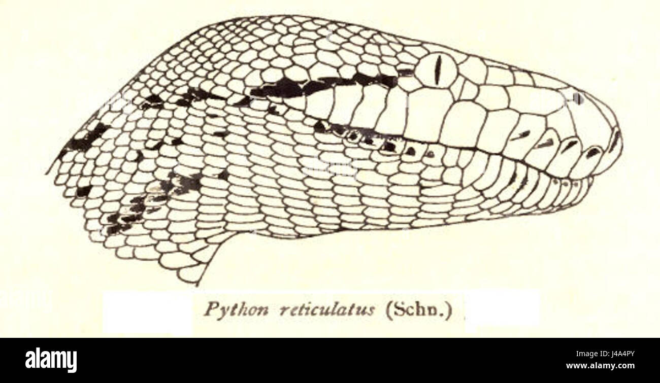 Python Reticulatus, also known as the reticulated python, is one of the largest snake species in the world. Native to Southeast Asia, this species is known for its impressive length and distinctive scale patterns. It is a non-venomous constrictor and preys on various animals, including mammals and birds. The reticulated python is recognized for its ability to reach over 30 feet in length. Stock Photo