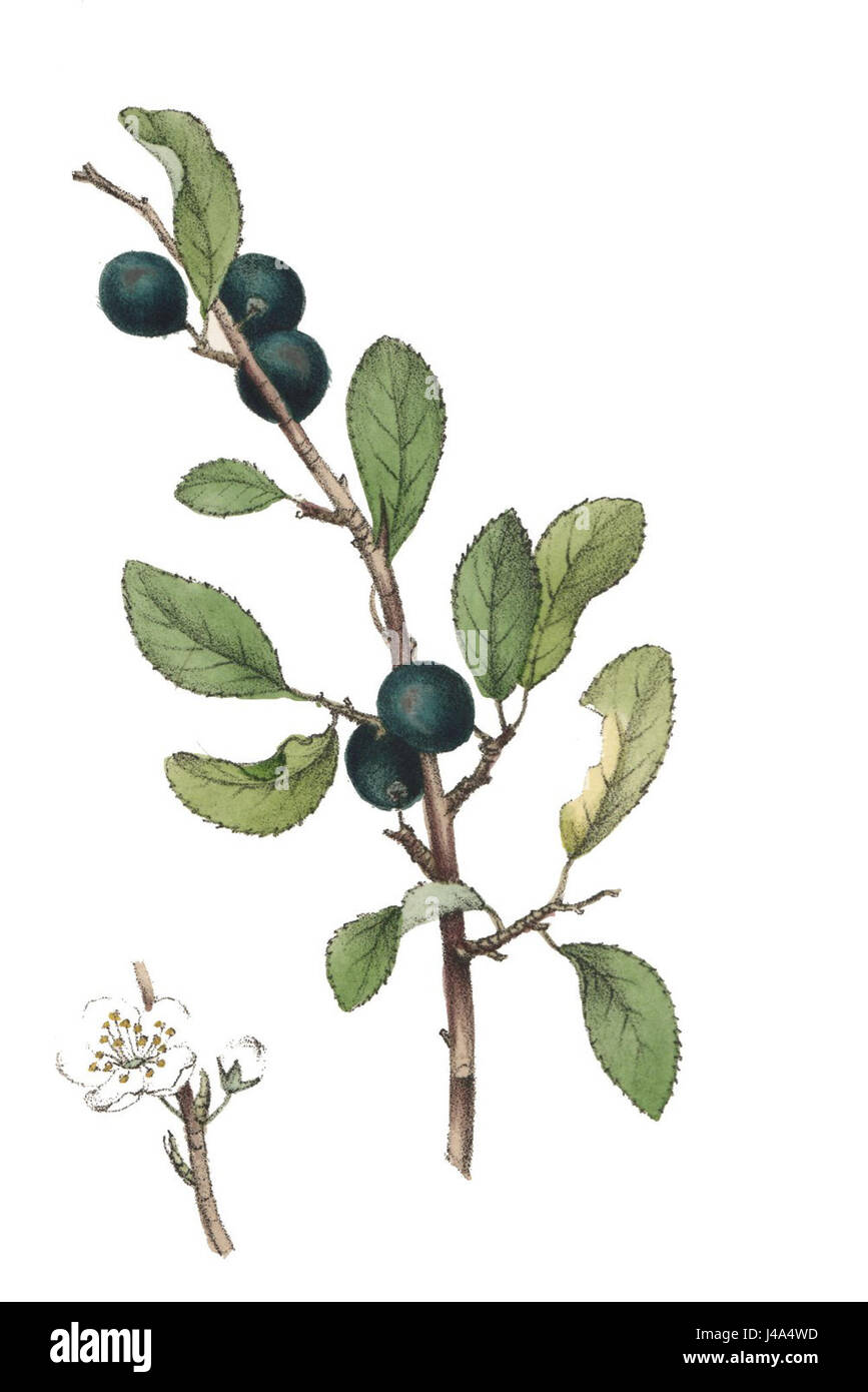 Prunus Spinosa L High Resolution Stock Photography and Images - Alamy