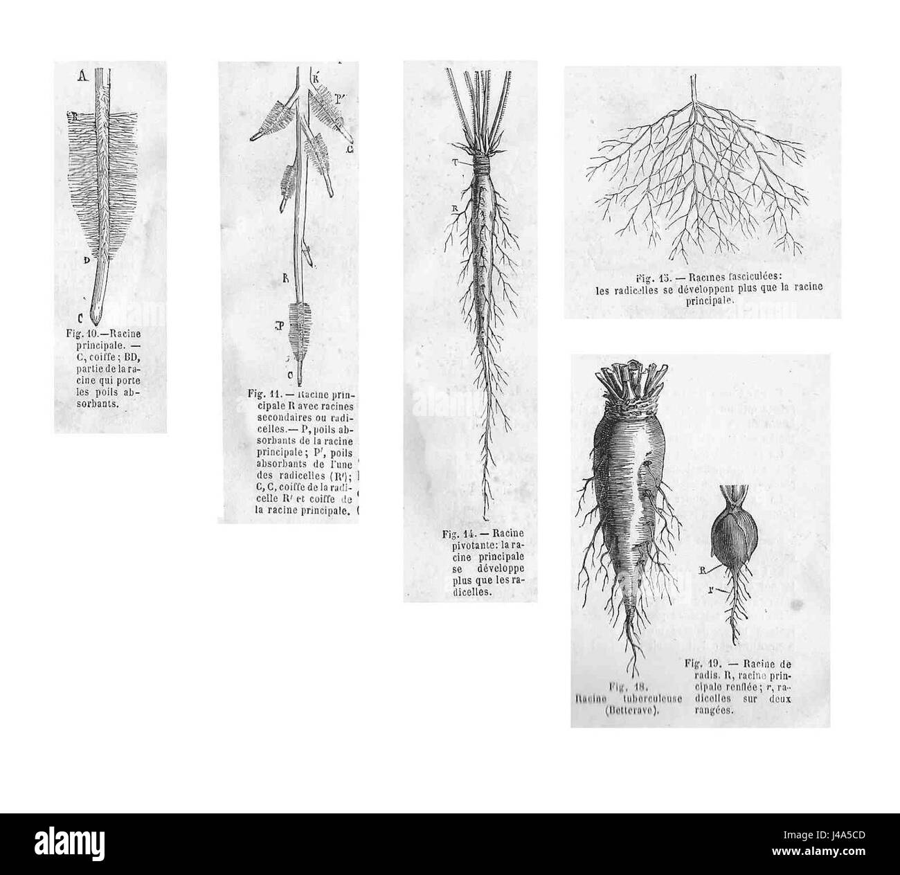 Racines divers types Stock Photo - Alamy