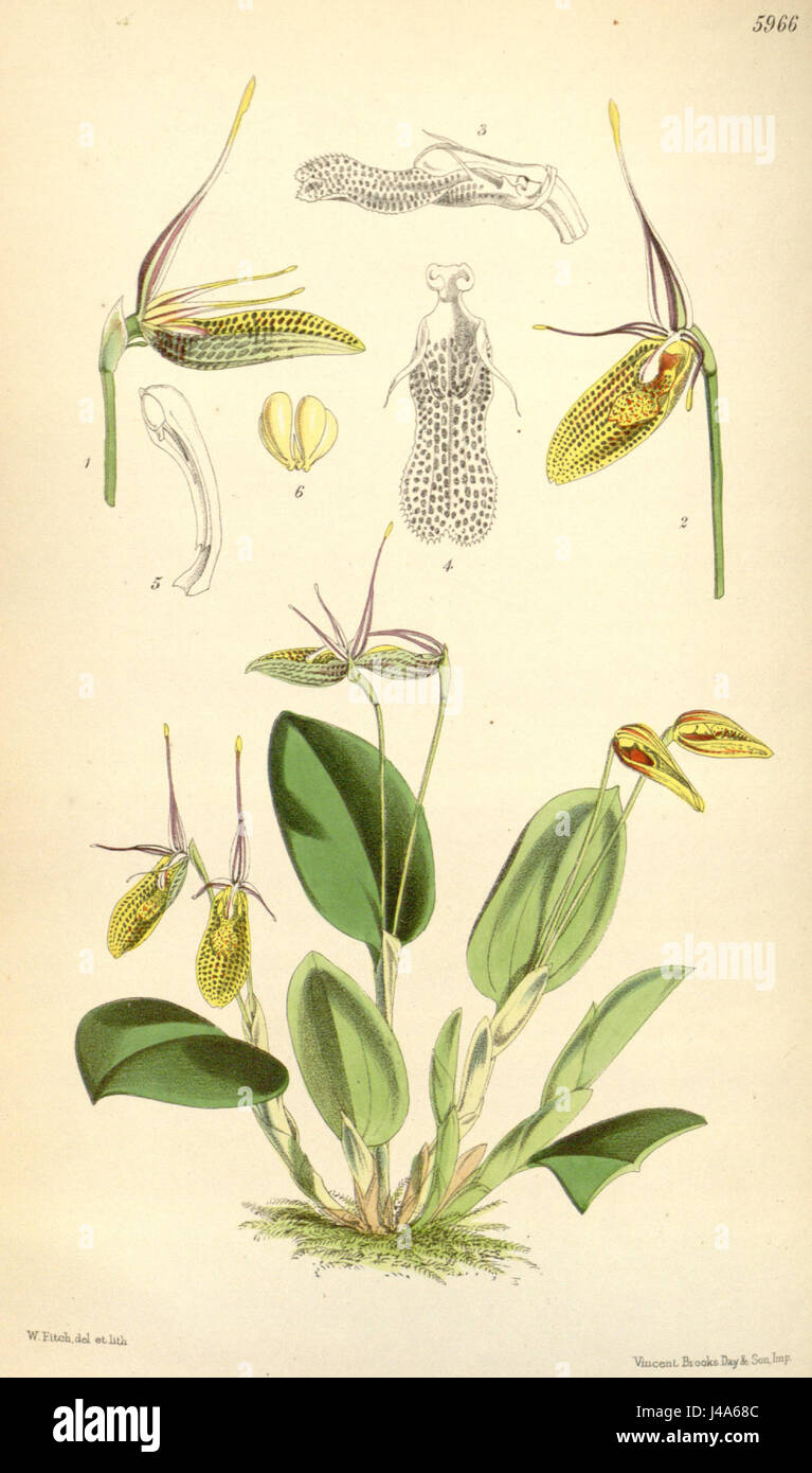 Restrepia elegans   Curtis' 98 (Ser. 3 no. 28) pl. 5966 (1872) Stock Photo