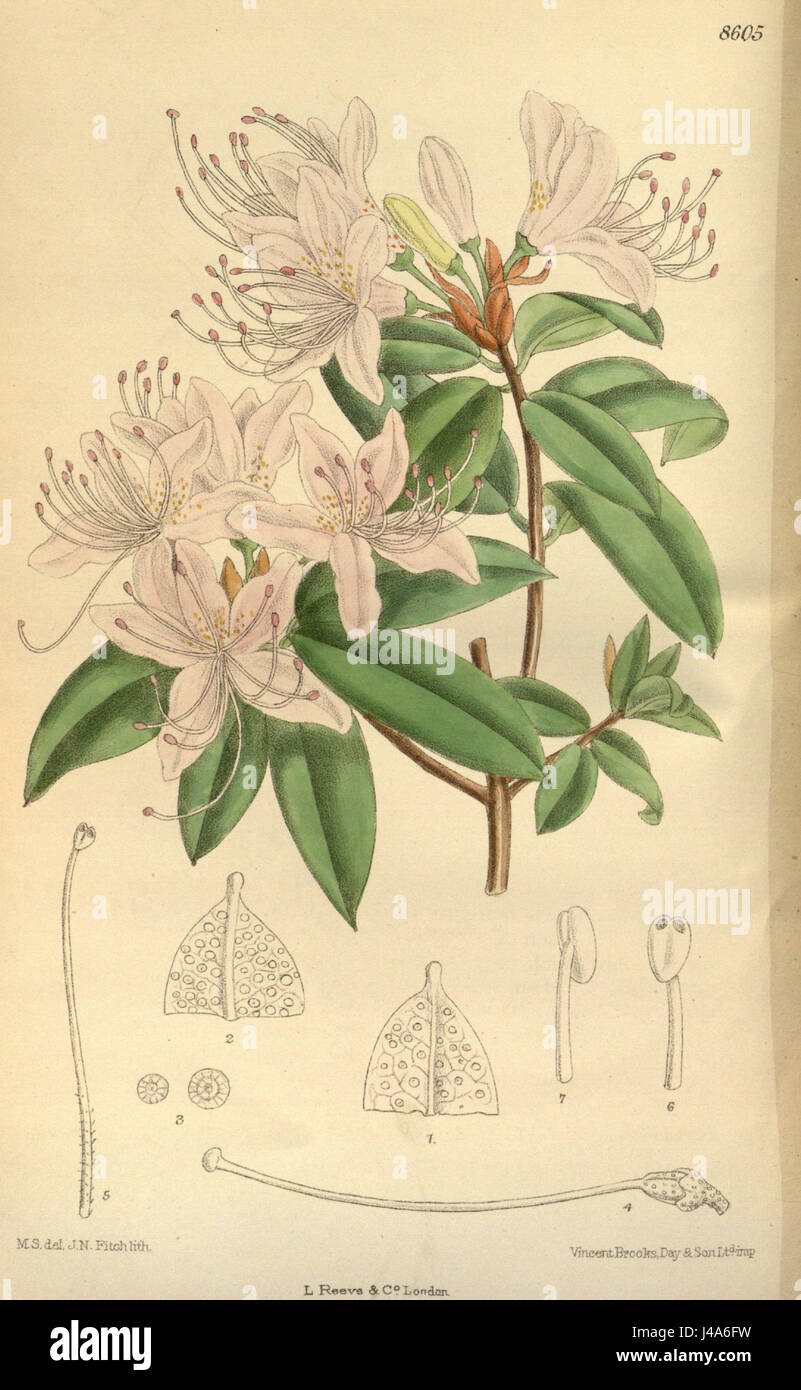 photos of rhododendron Rhododendron maximum main image 0