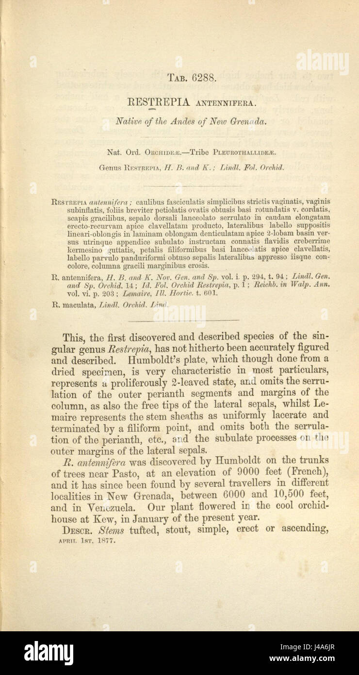 Restrepia antennifera   description page   Curtis' 103 (Ser. 3 no. 33) pl 6288 (1877) Stock Photo