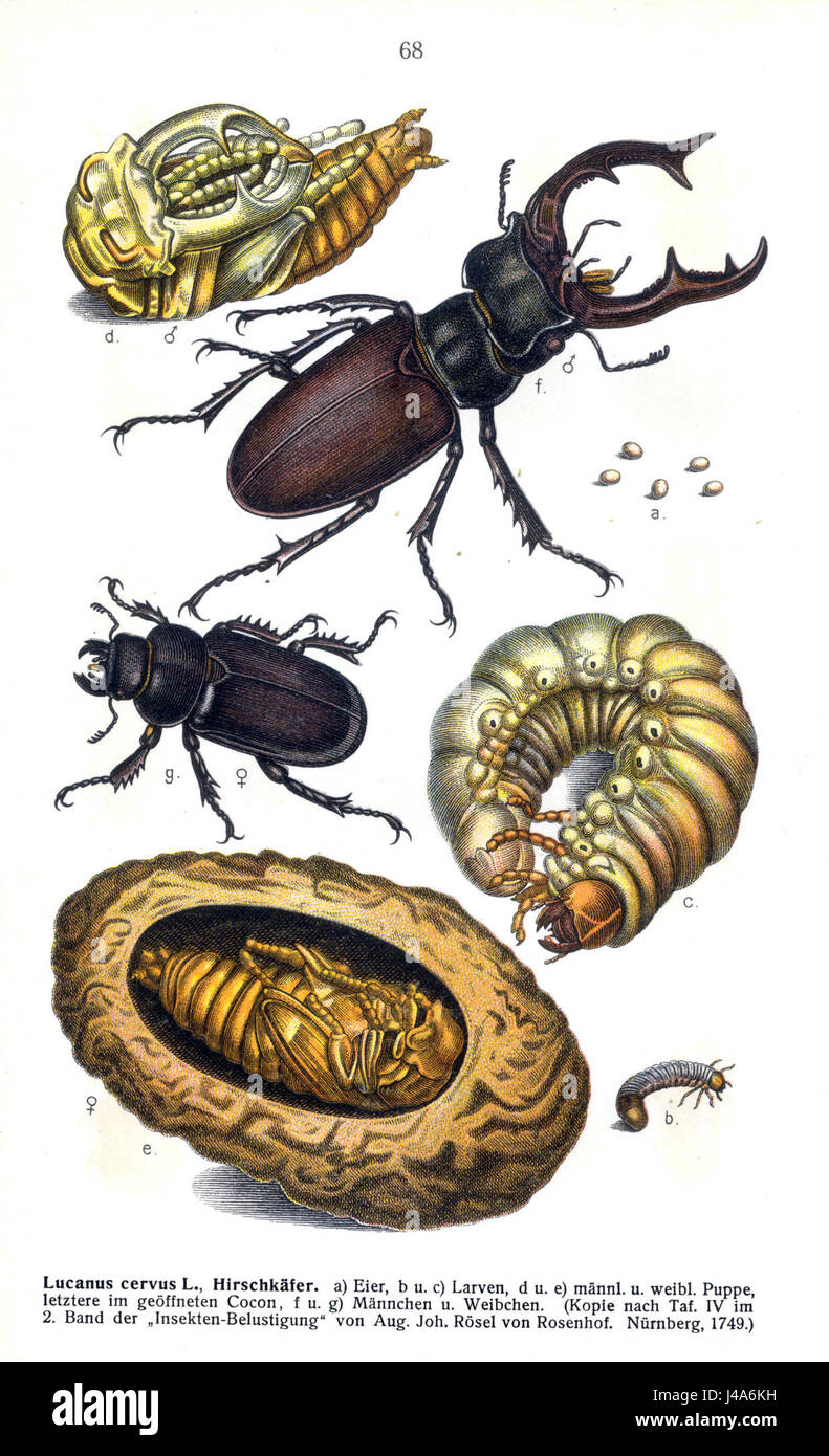Genus Insect Characteristic Reitter lucanus cervus refers to a species of stag beetle ...