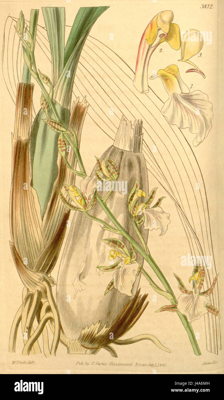 Rhynchostele bictoniensis (as Zygopetalum africanum)   Curtis' 67 (N.S. 14) pl. 3812 (1841) Stock Photo