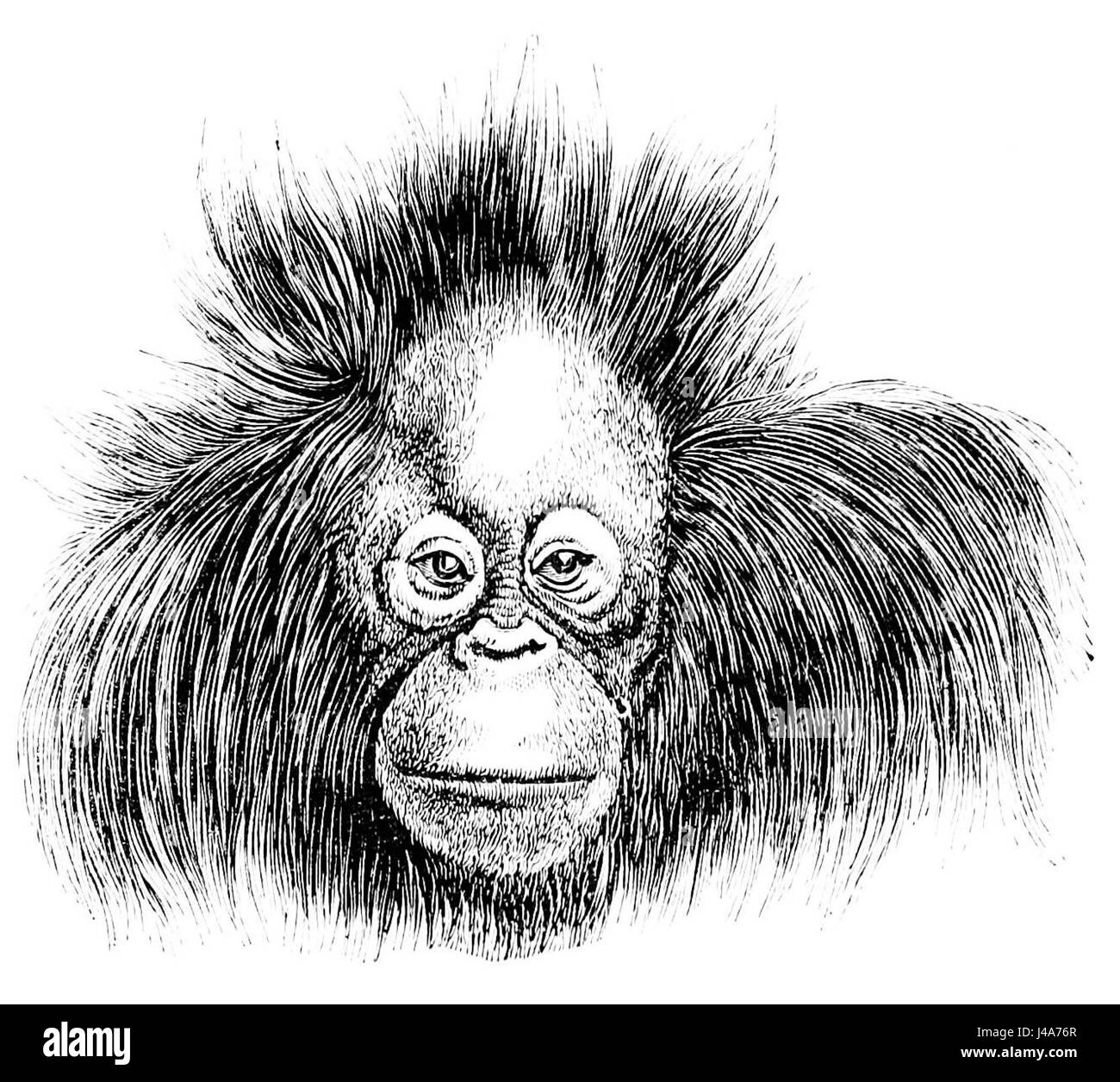 Orangutan Face Drawing Easy How To Draw A Monkey Face Tutorial And