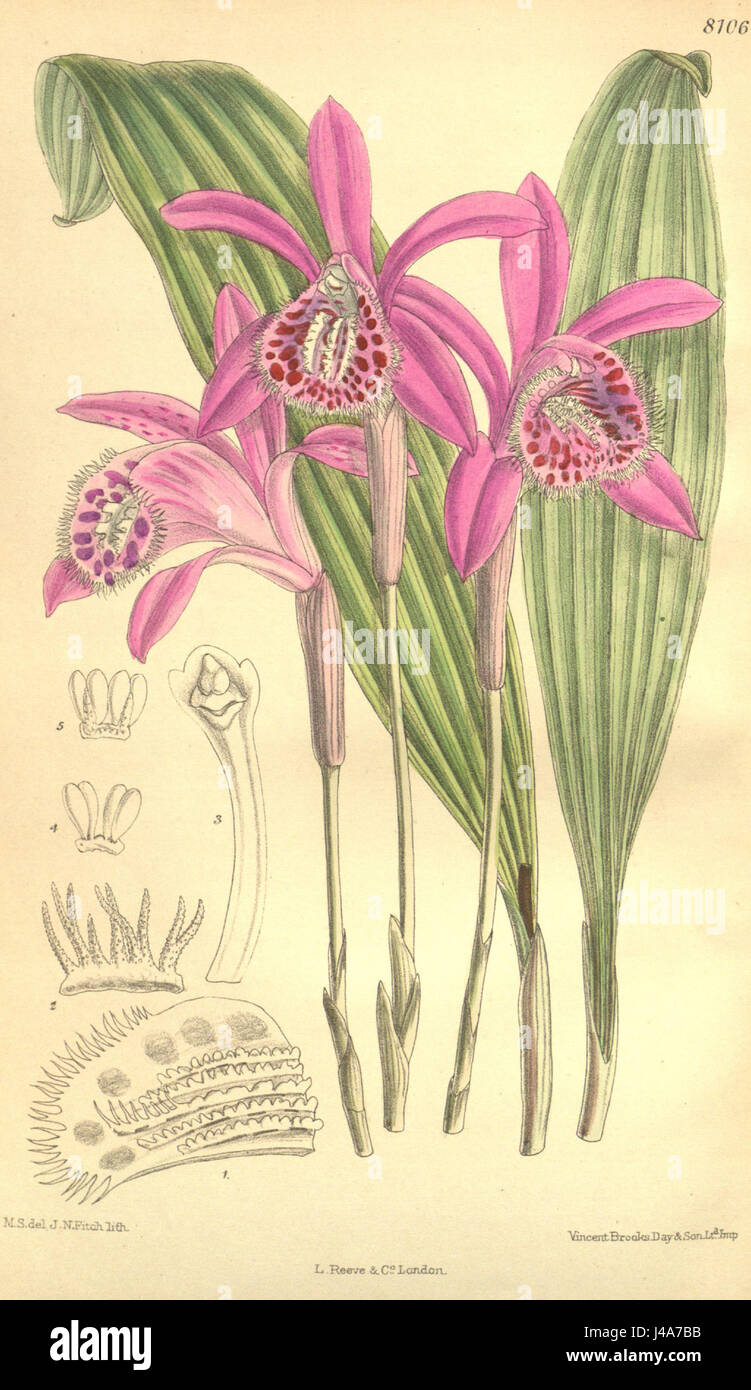 Pleione yunnanensis   Curtis' 132 (Ser. 4 no. 2) pl. 8106 (1906) Stock Photo