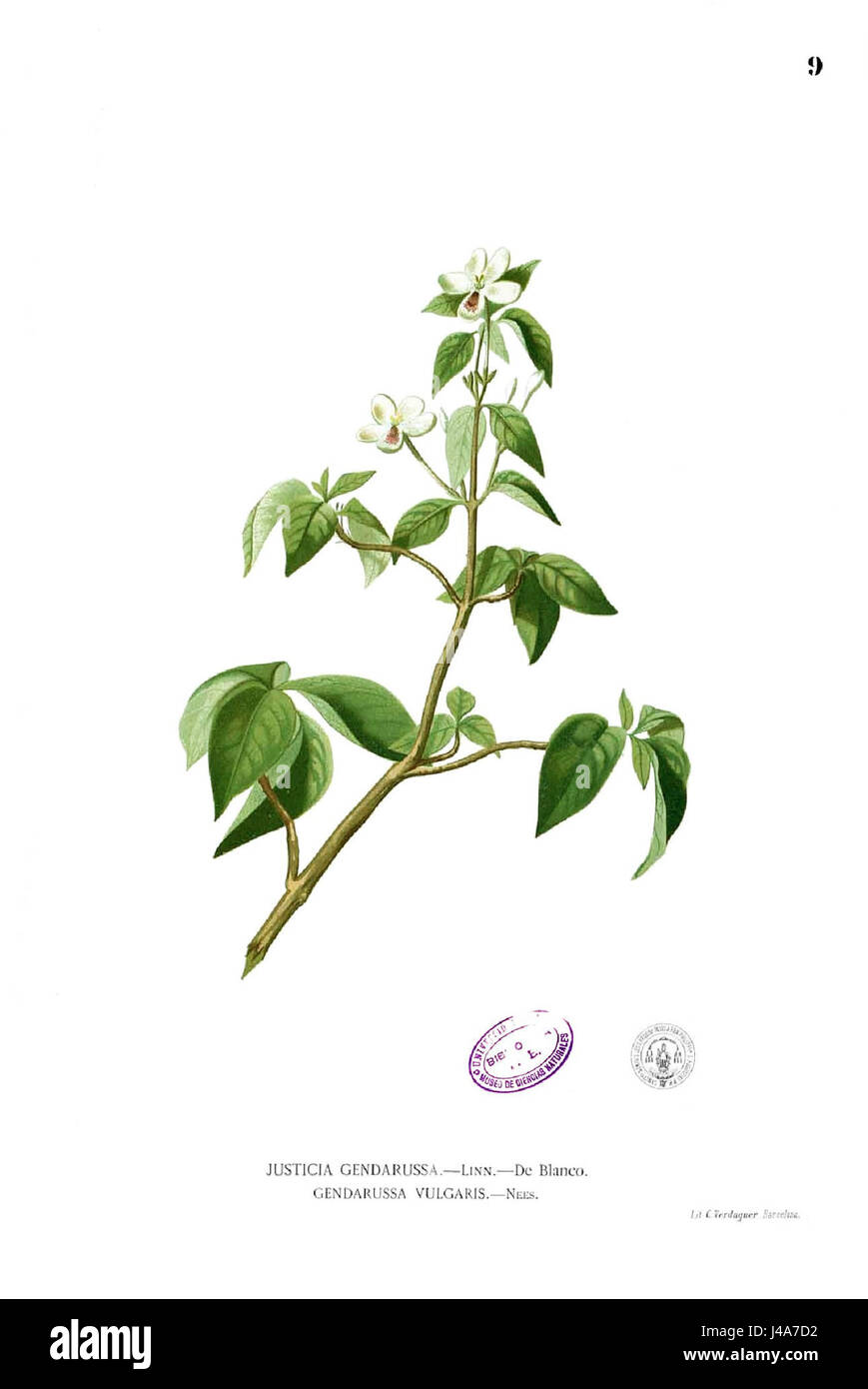 Rhinacanthus communis Blanco1.9 Stock Photo