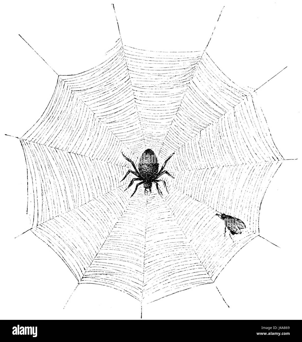 This illustration from PSM V50 D392 depicts the snare web of a long-bodied garden spider (Tetragnatha extensa), showcasing the spider's intricate web design and its role in hunting and trapping prey. Stock Photo
