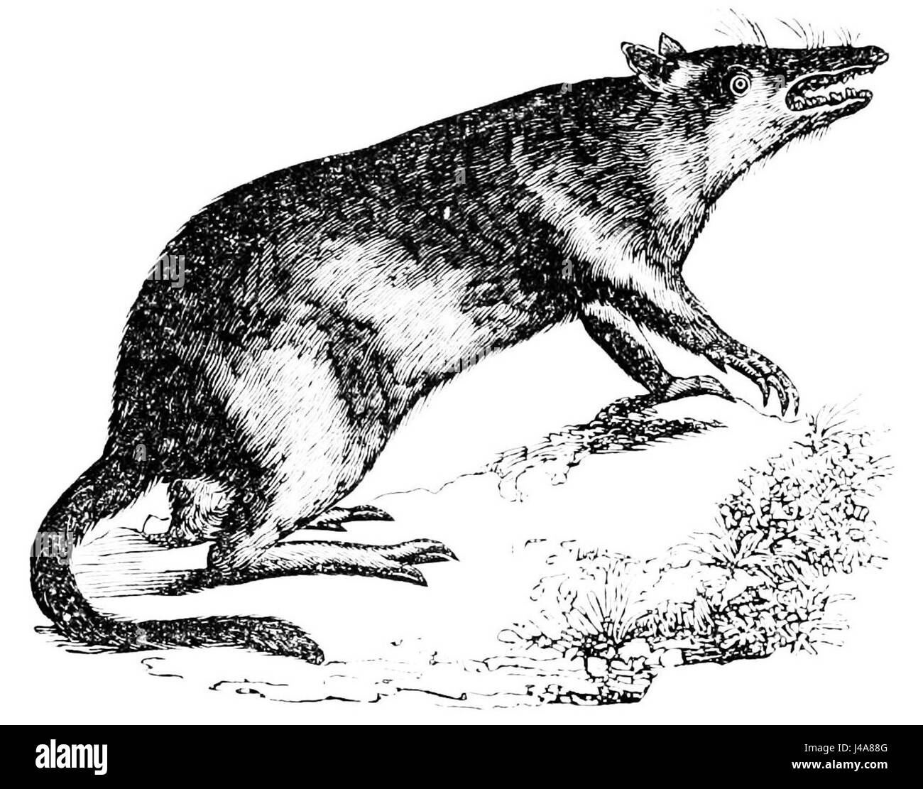 Animal parts food Black and White Stock Photos & Images - Alamy