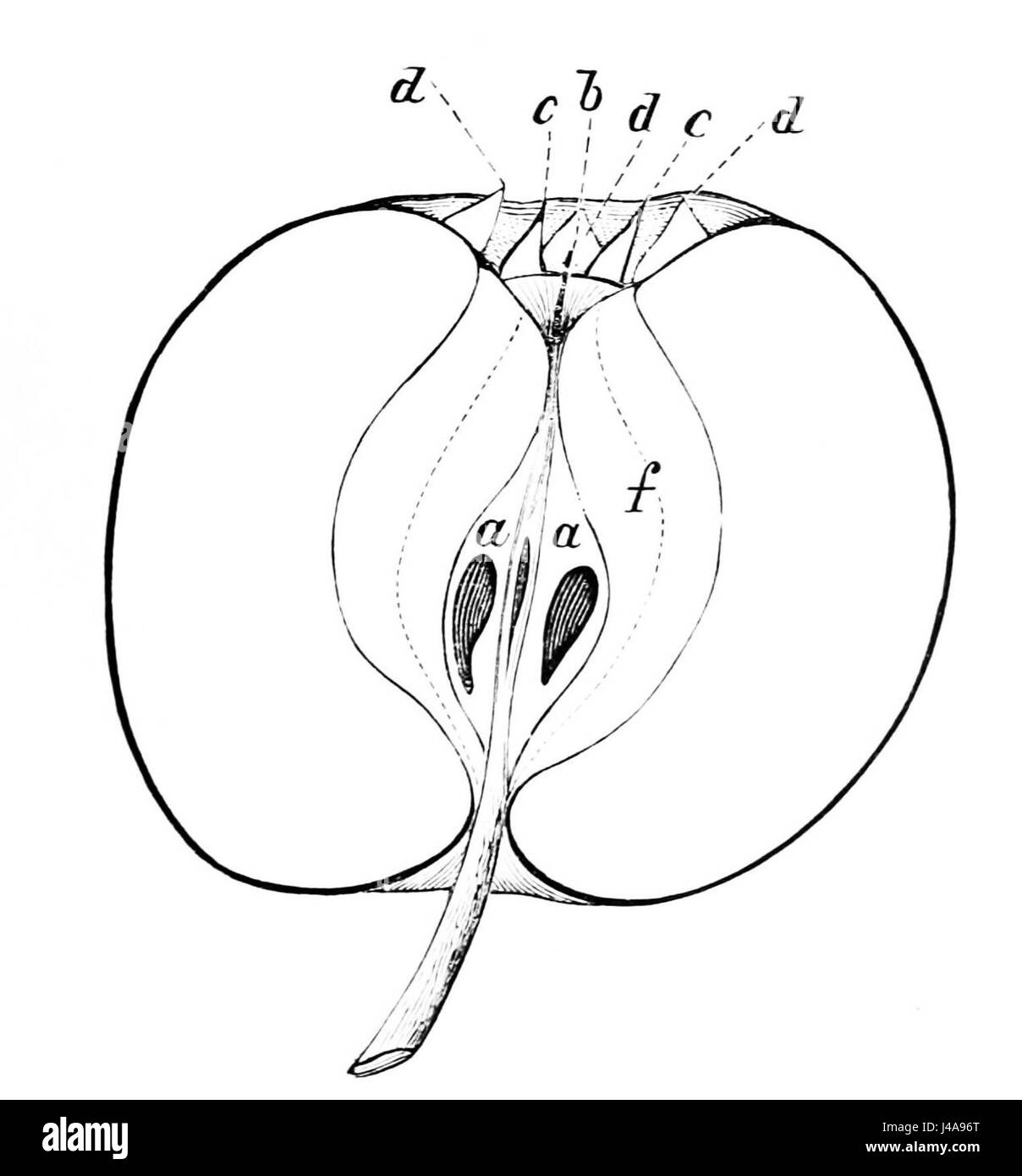 This image features a section of an apple, likely part of a scientific ...