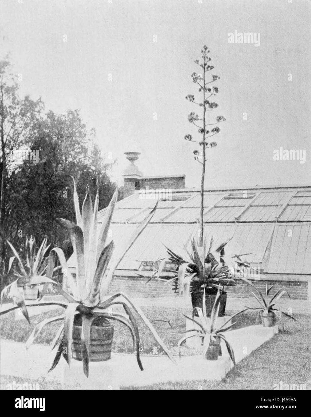 PSM V43 D810 Agave americana in the foreground and agave salmiana Stock Photo