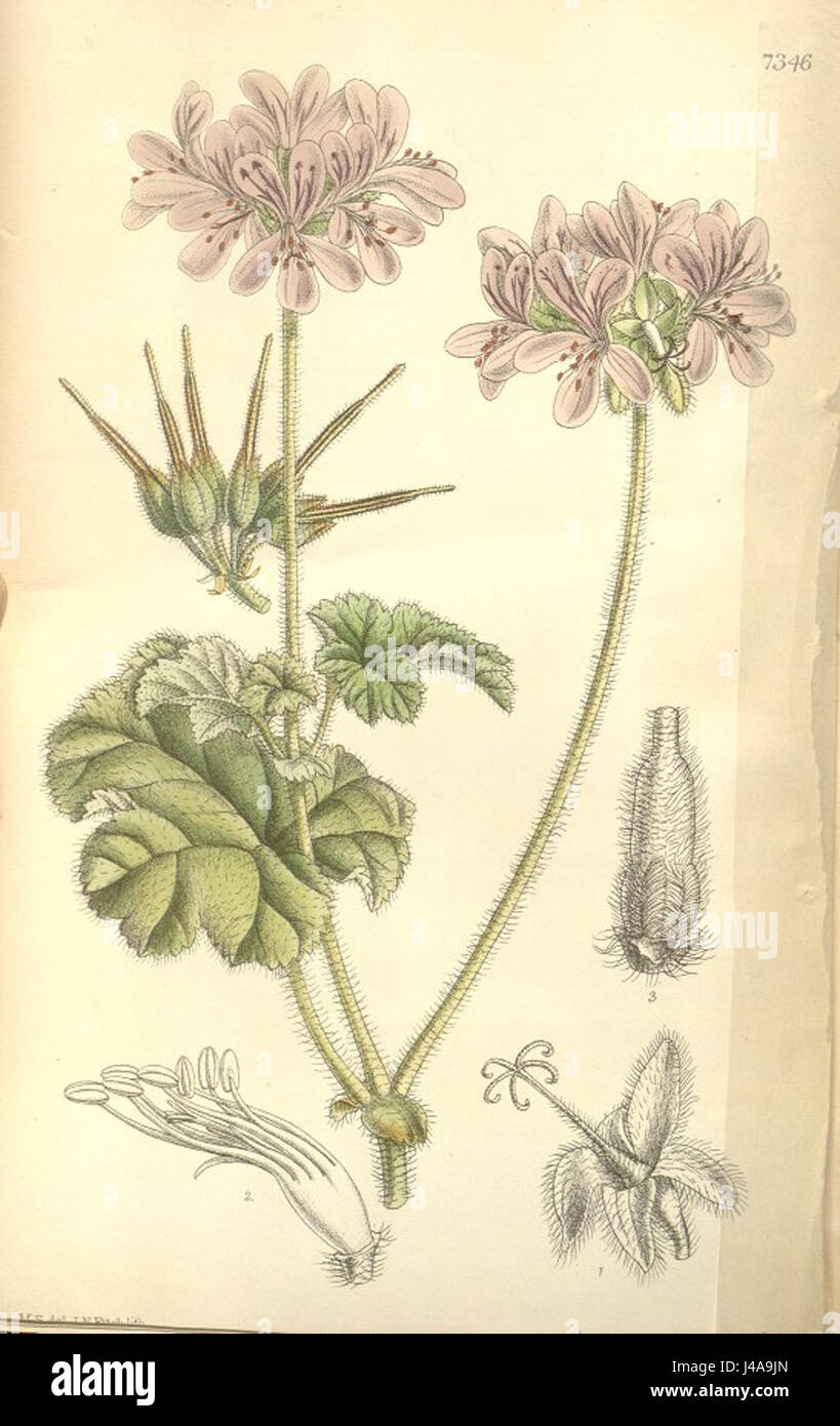 Pelargonium drummondii, Matilda Smith Stock Photo
