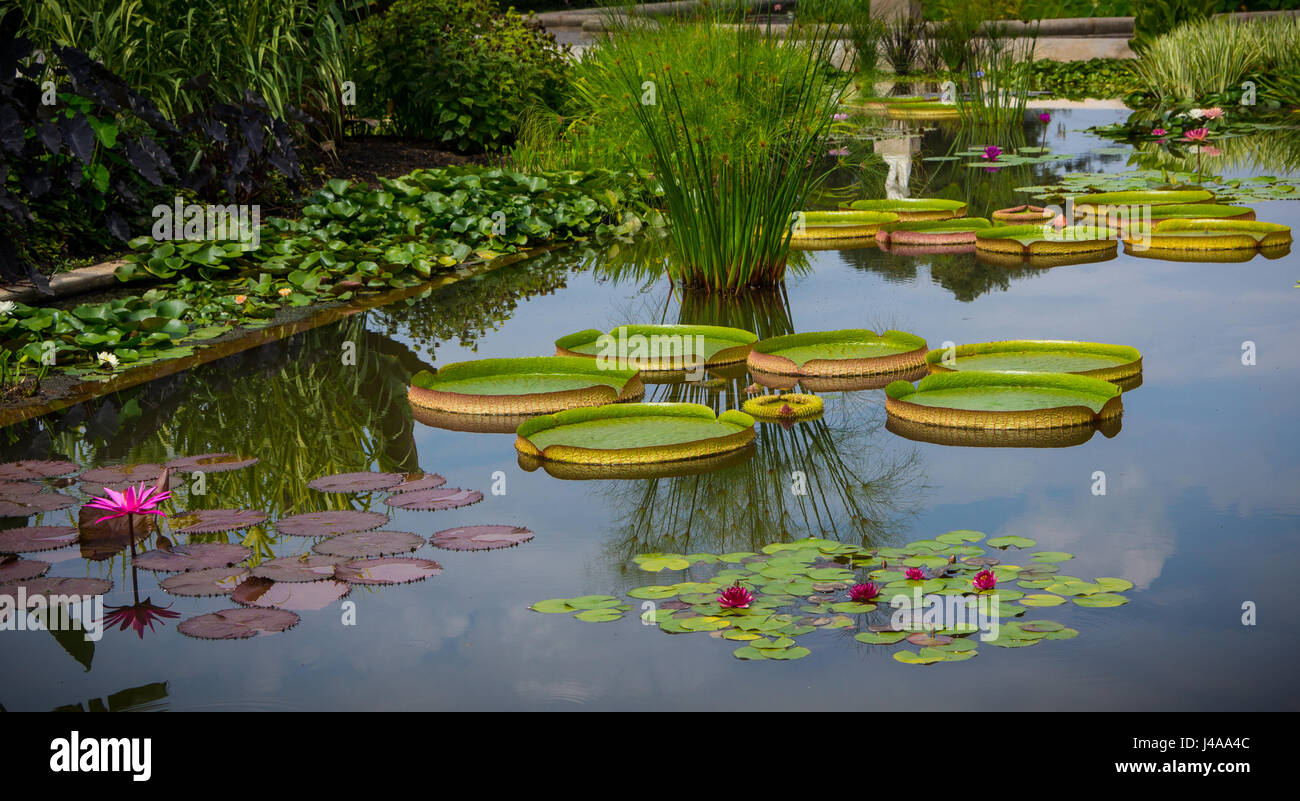 Water lily garden with elephant ears, papyrus and pancake lilies Stock Photo