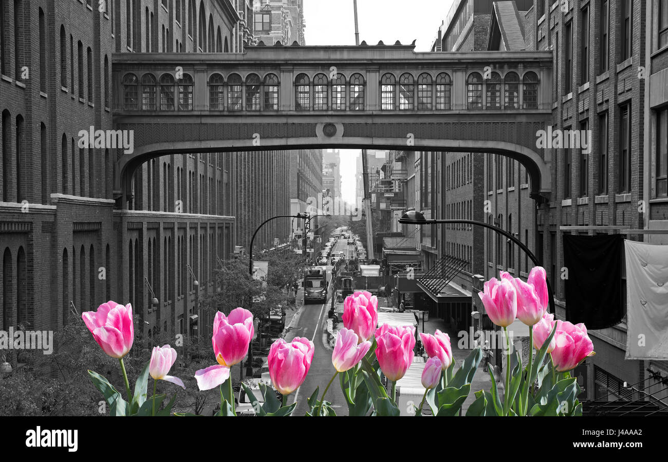 Manhattan black and white view with pink tulips on front Stock Photo