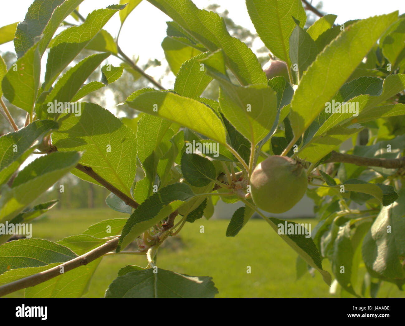 Little apples - unknown cultivar. The apple tree is loaded Stock Photo ...