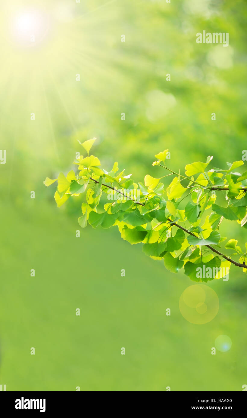 green forest background in sunny day Stock Photo - Alamy