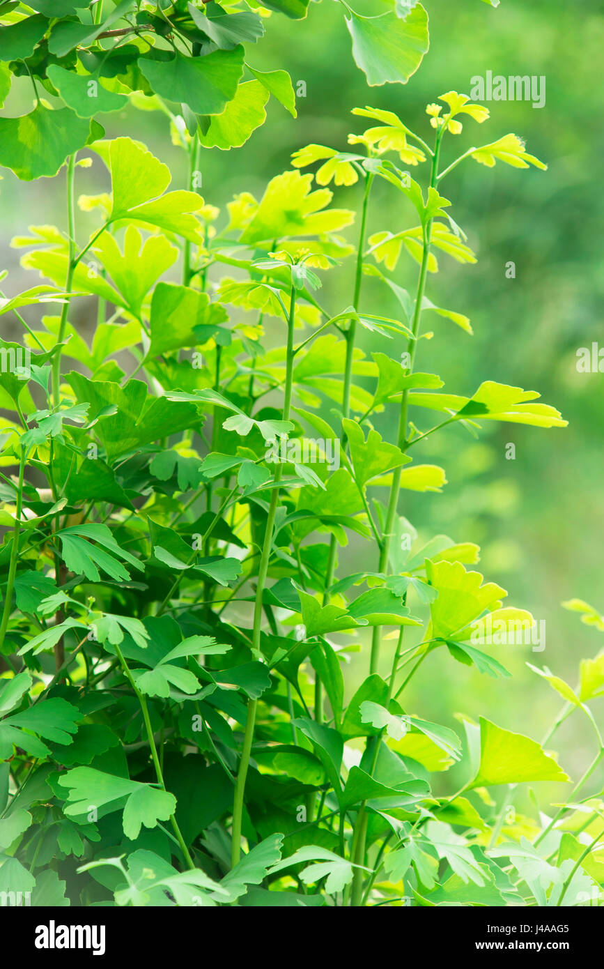 green forest background in sunny day Stock Photo - Alamy