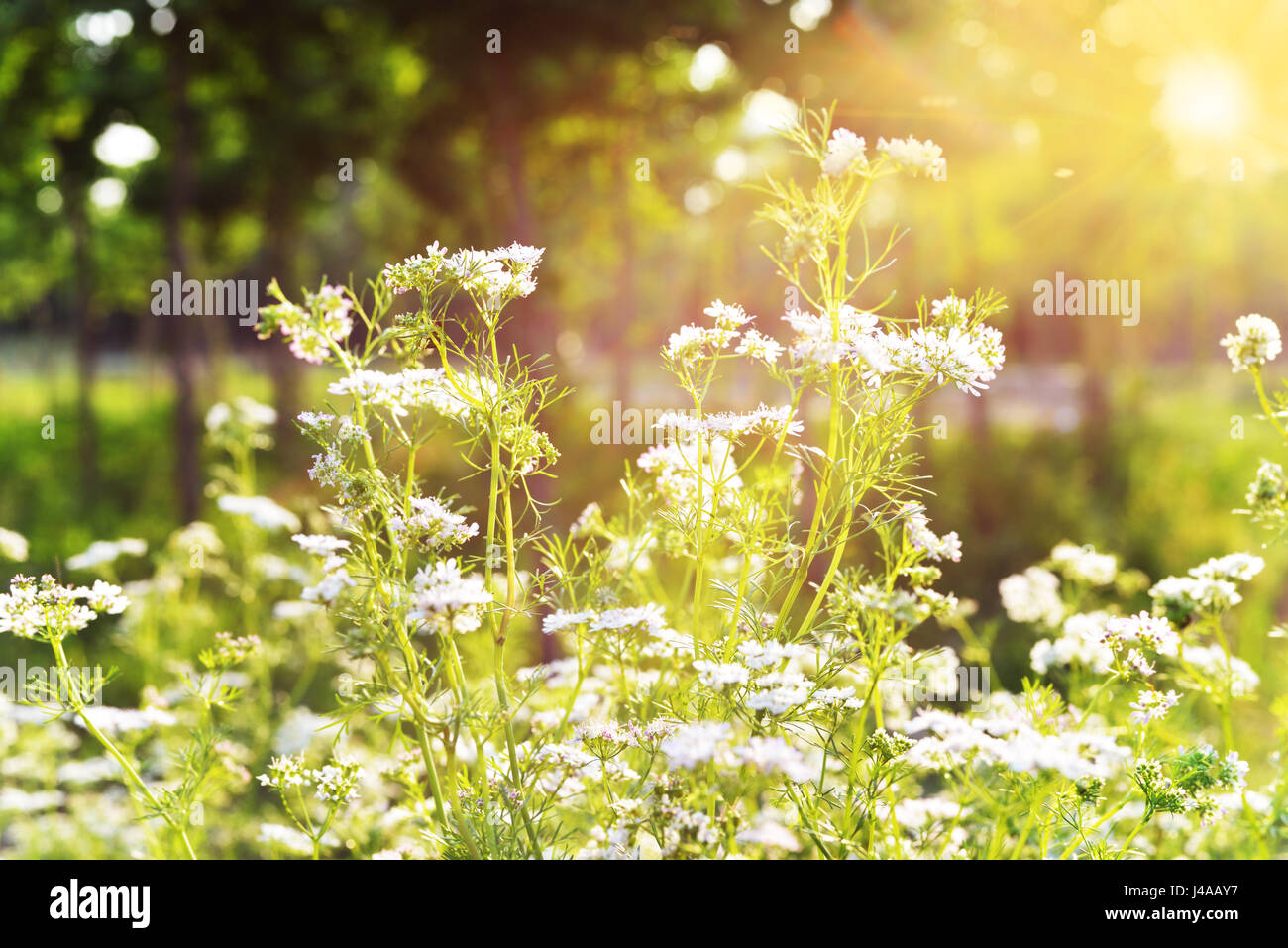 Flowers in the sunlight Stock Photo - Alamy